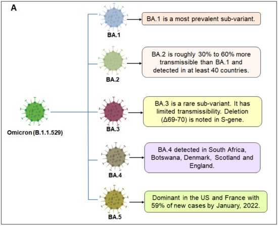 The relative dynamics of infection with the Delta and Omicron SARS-CoV-2  variants in aged and young Syrian hamsters