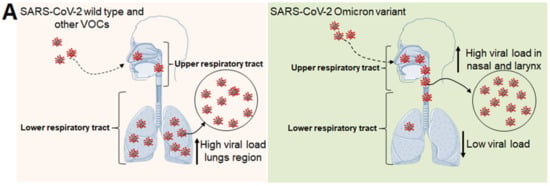 Viruses | Free Full-Text | A Detailed Overview Of SARS-CoV-2 Omicron ...