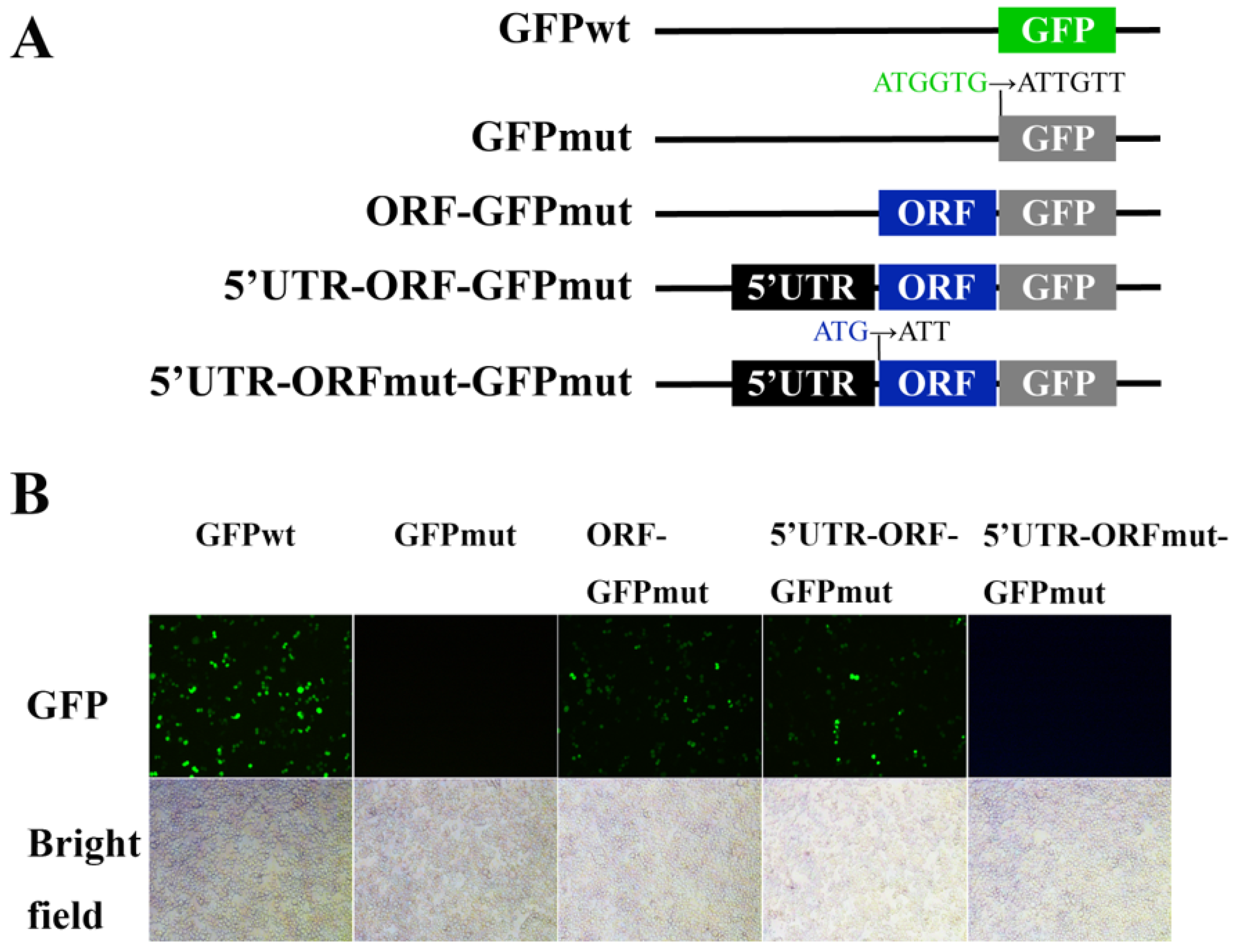 Viruses 15 00227 g002 Viruses 15 00227 g002