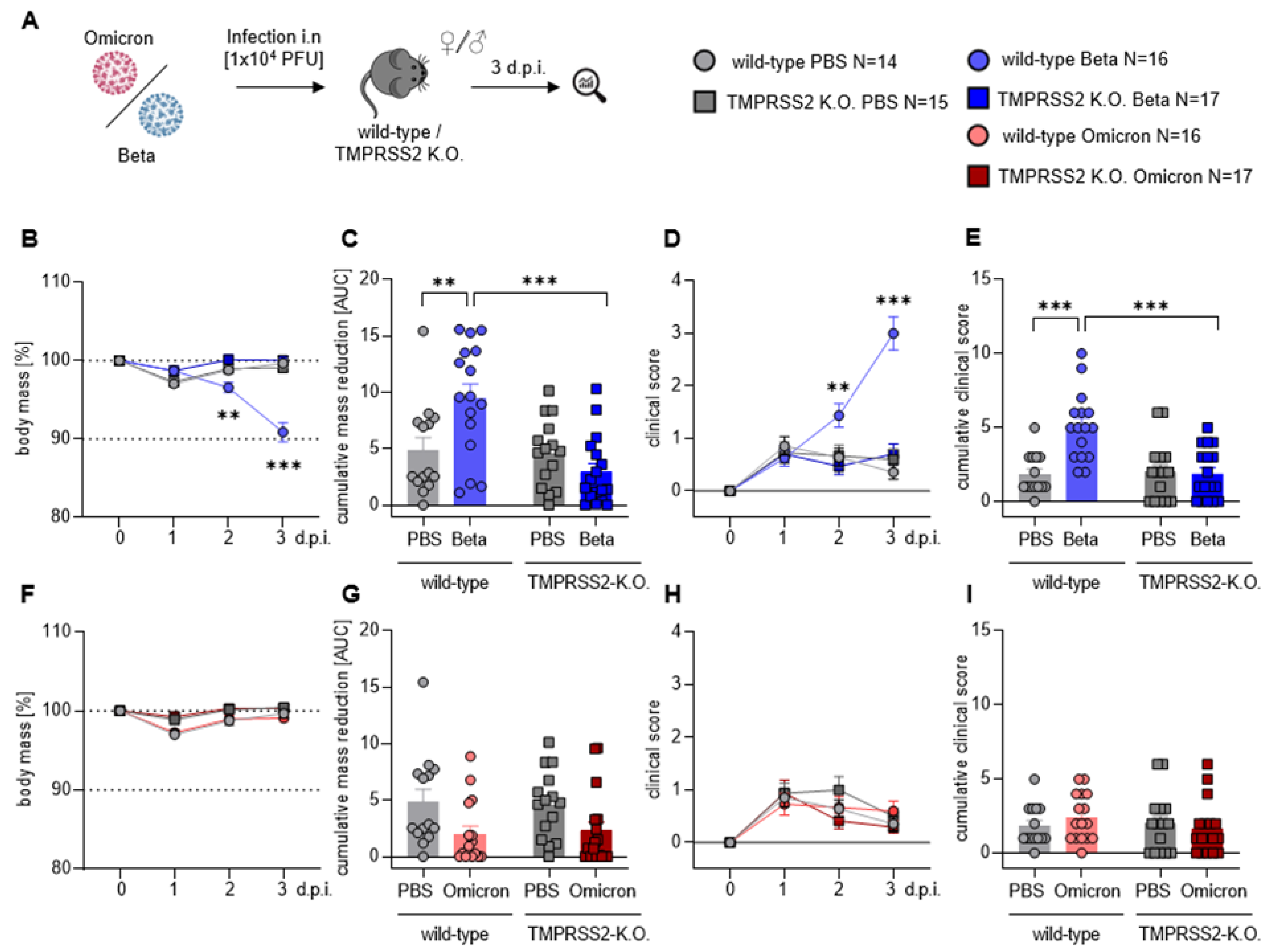 The relative dynamics of infection with the Delta and Omicron SARS-CoV-2  variants in aged and young Syrian hamsters