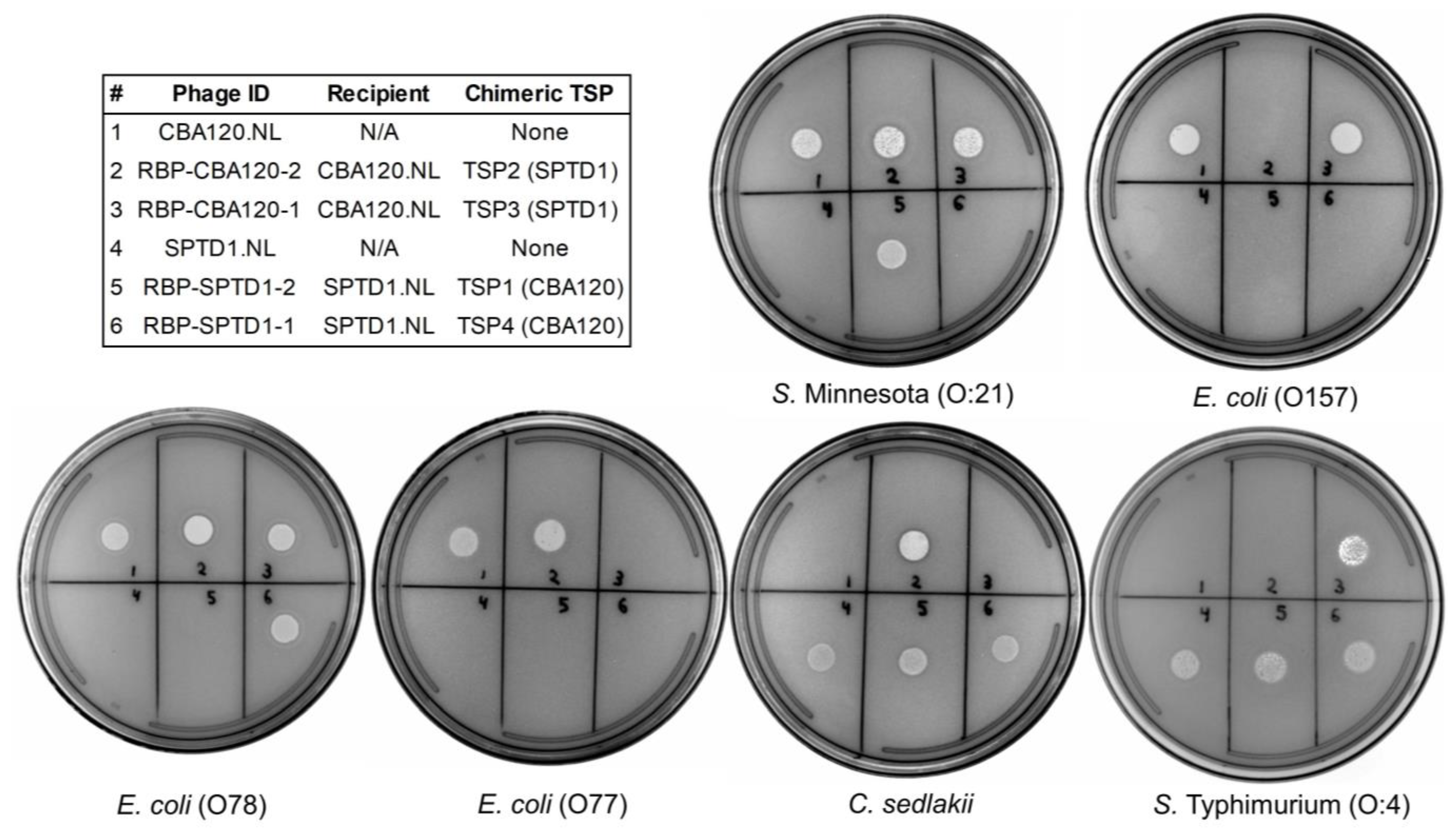 Viruses 15 00286 g003