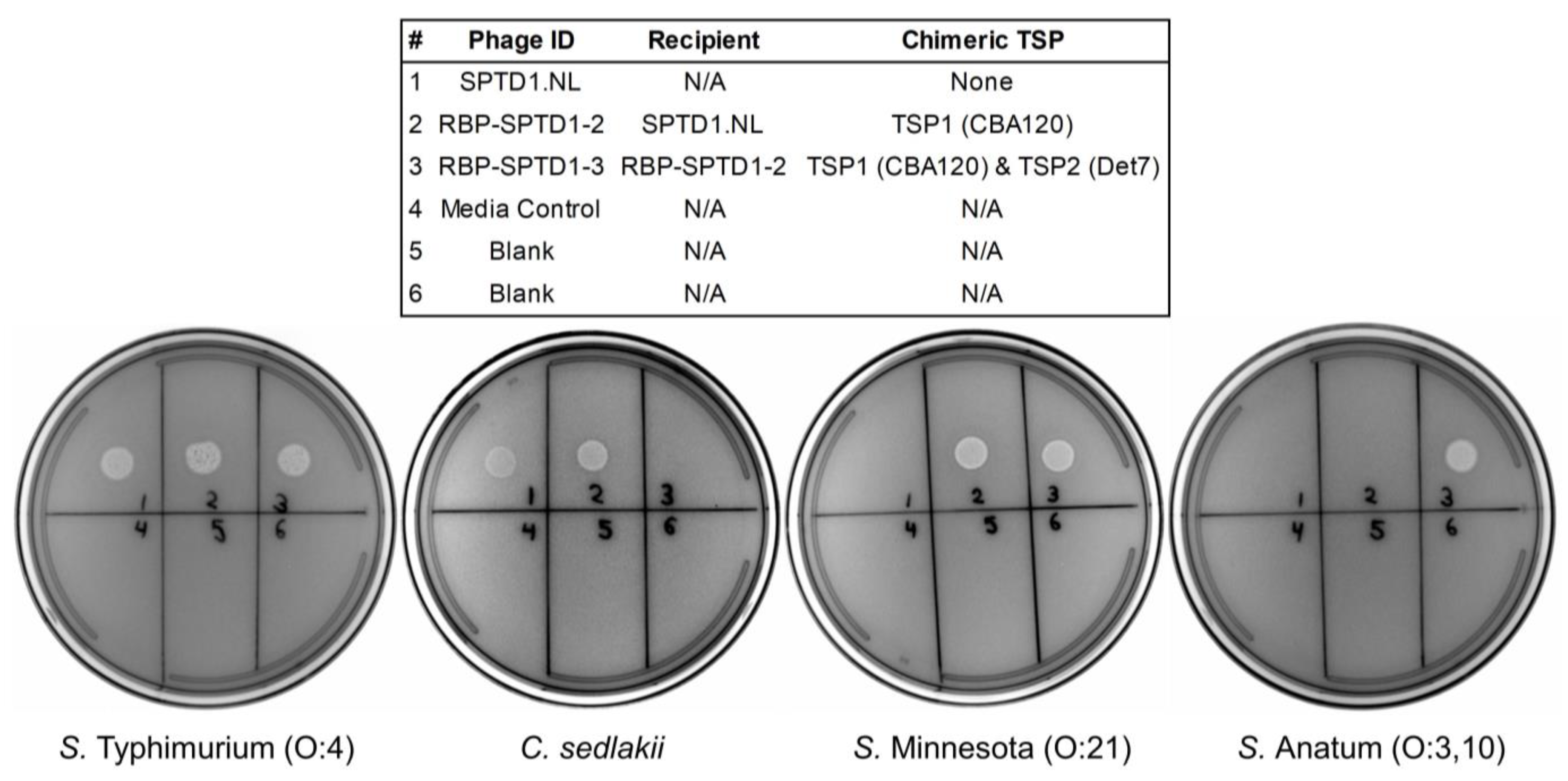 Viruses 15 00286 g004