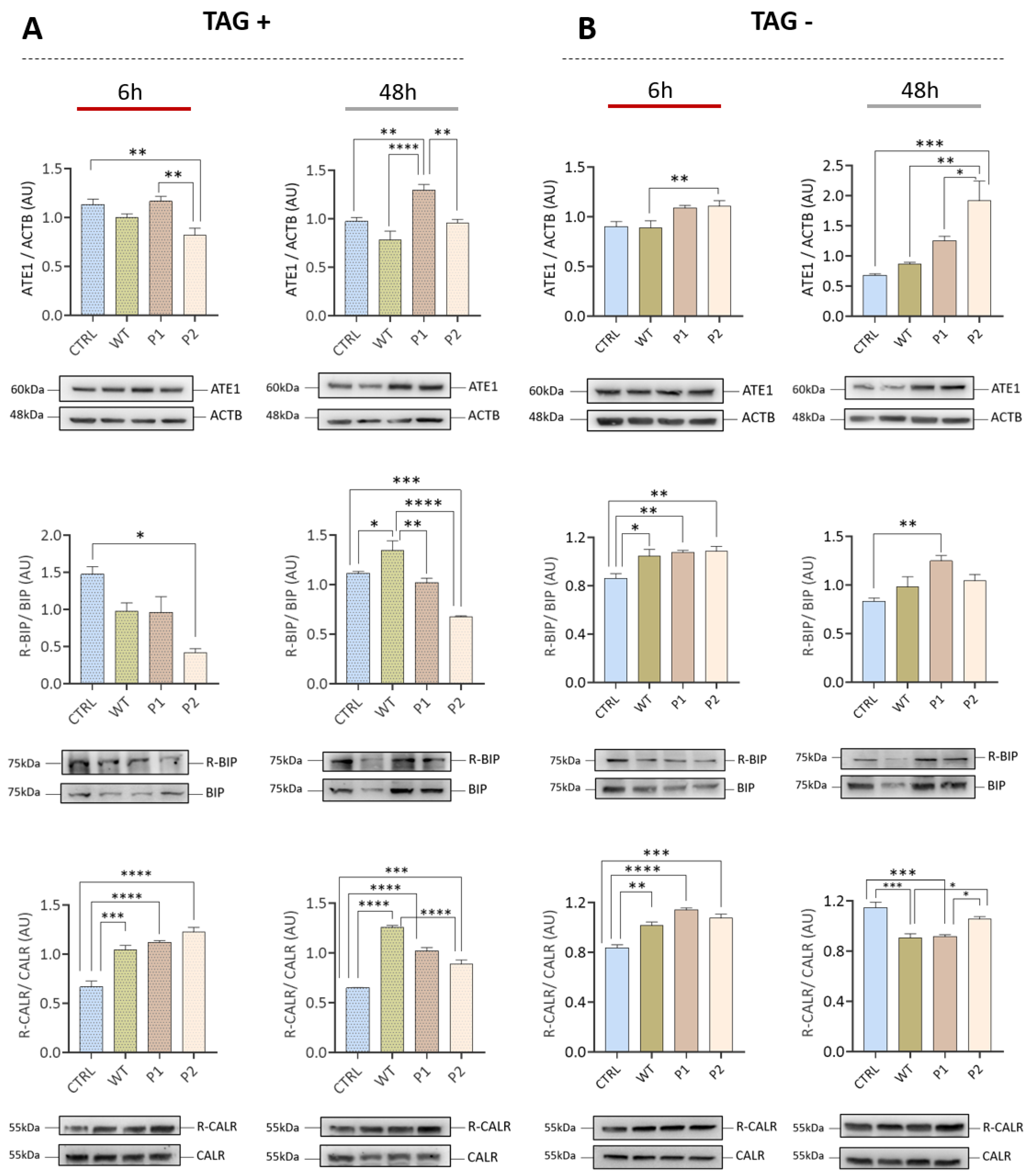 Viruses 15 00290 g005
