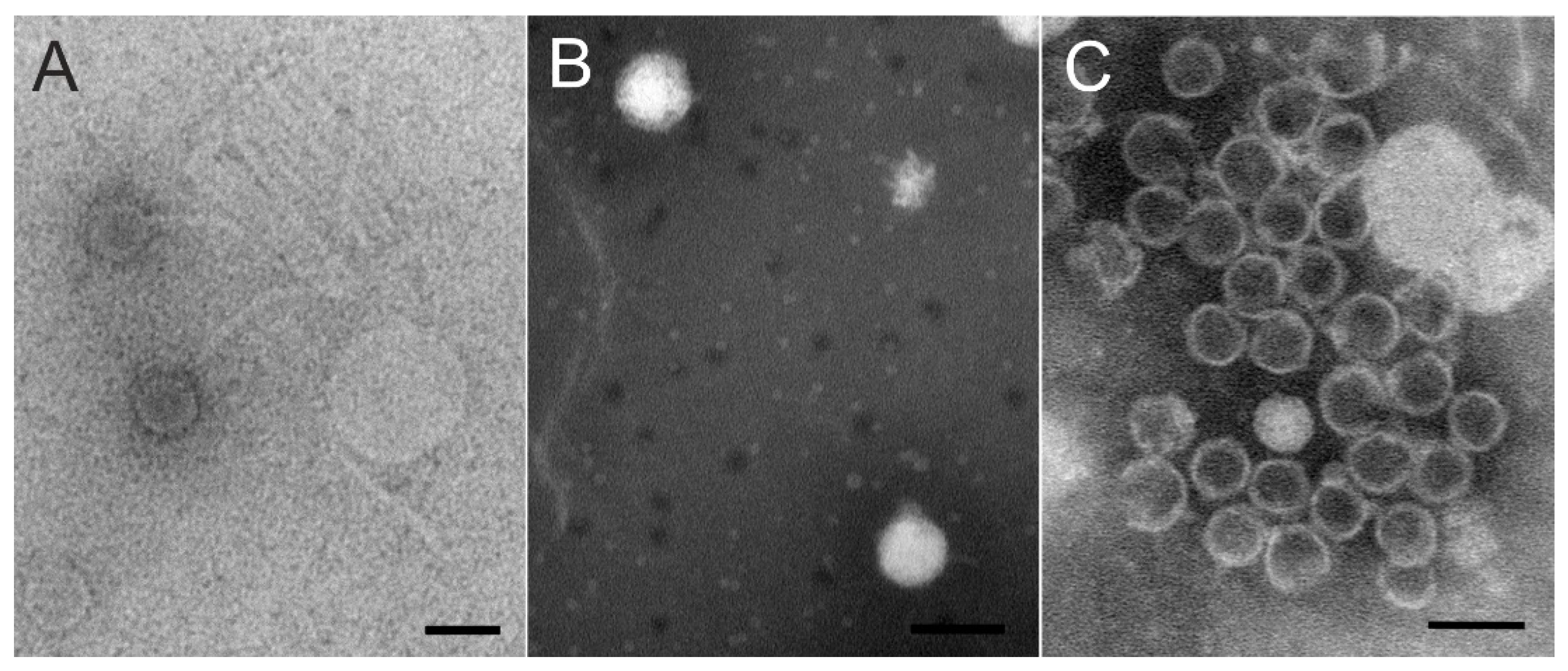 Viruses 15 00307 g004