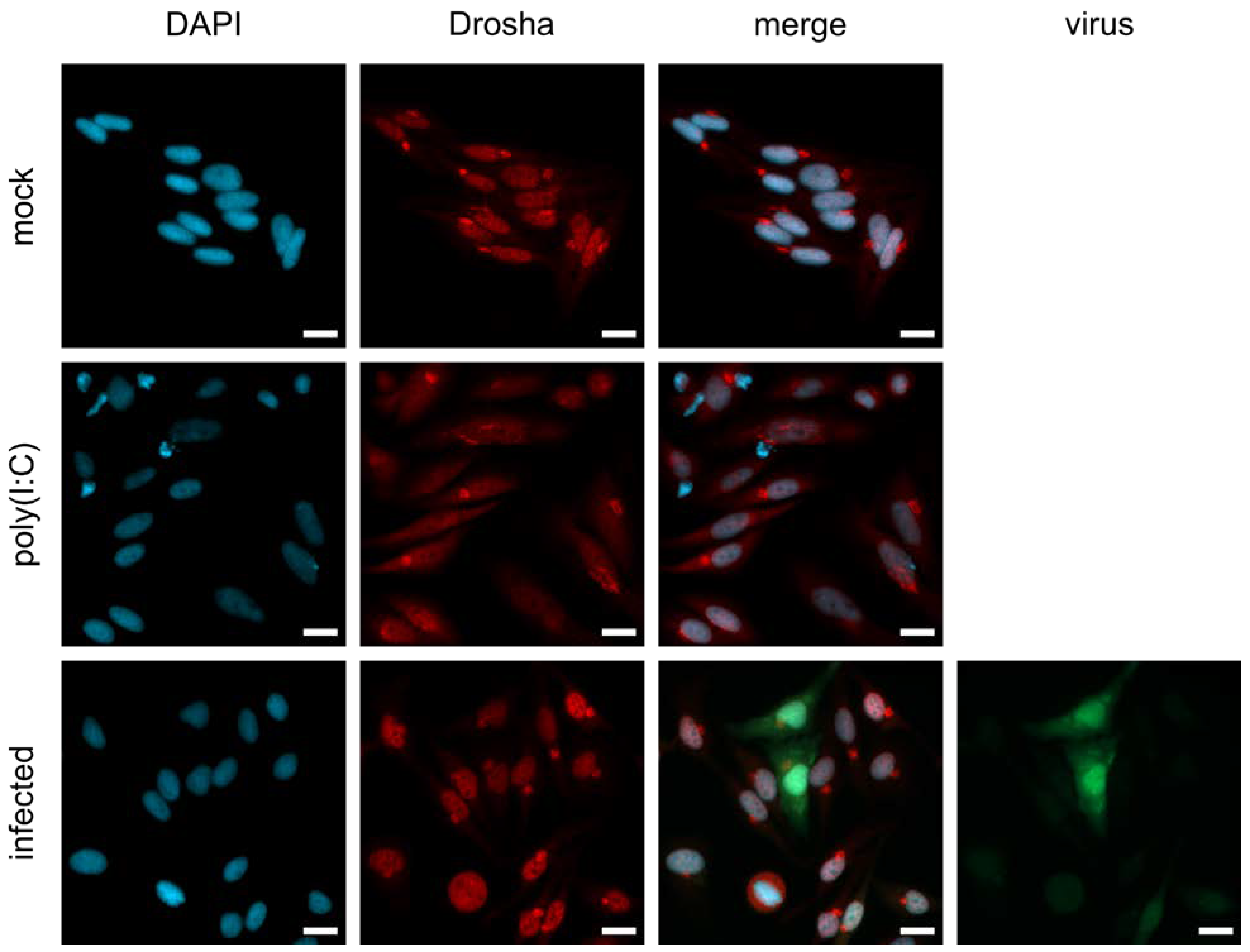 Viruses 15 00308 g004