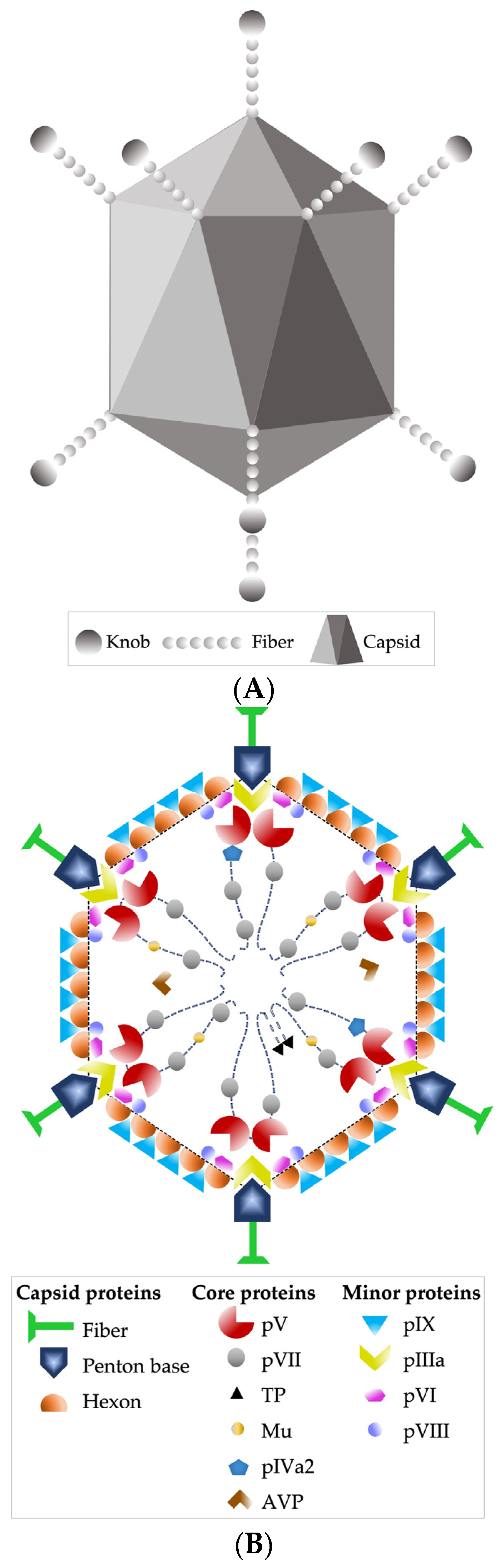 Viruses 15 00330 g001 Viruses 15 00330 g001