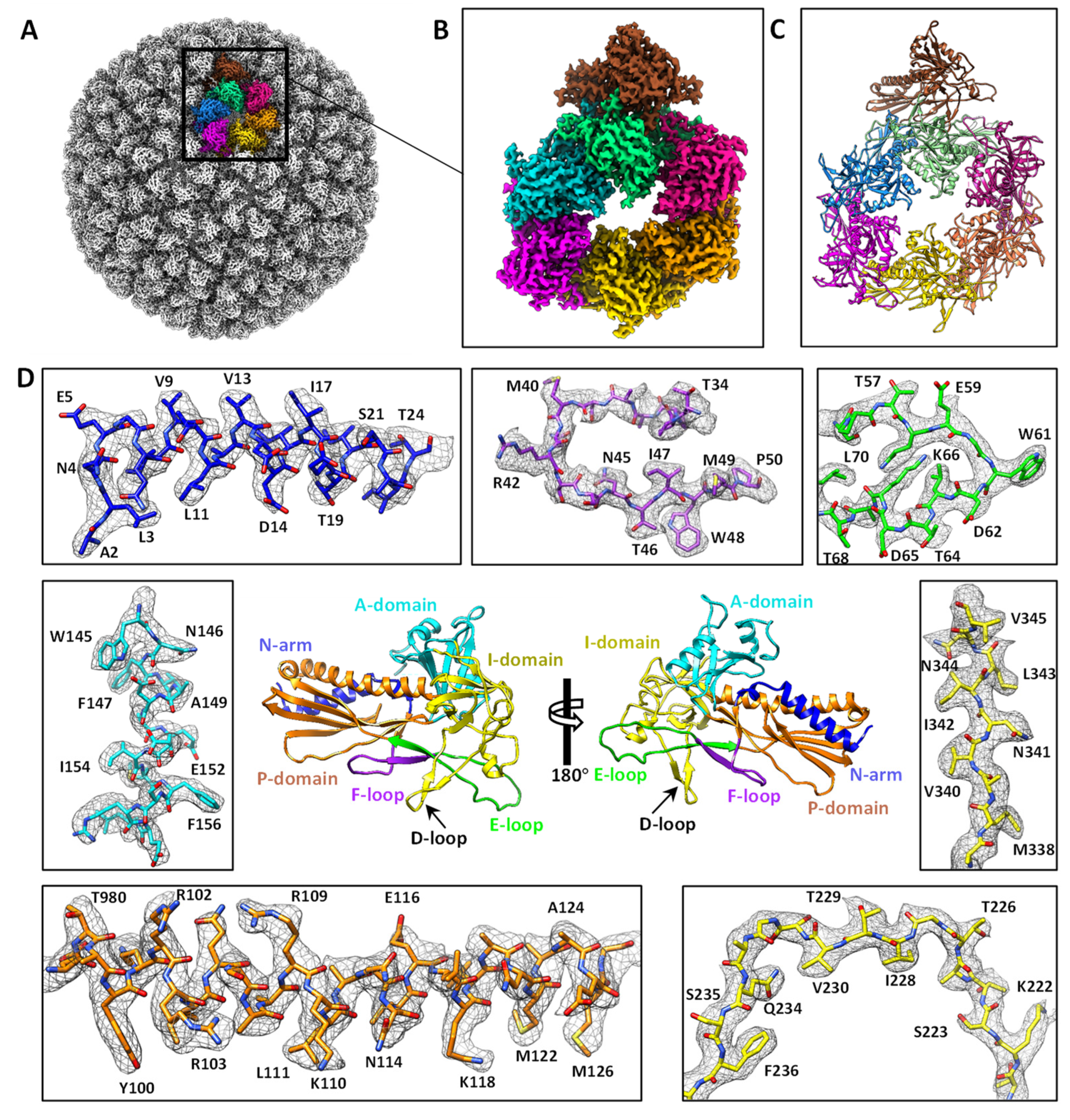 Viruses | Free Full-Text | Assembly and Capsid Expansion Mechanism