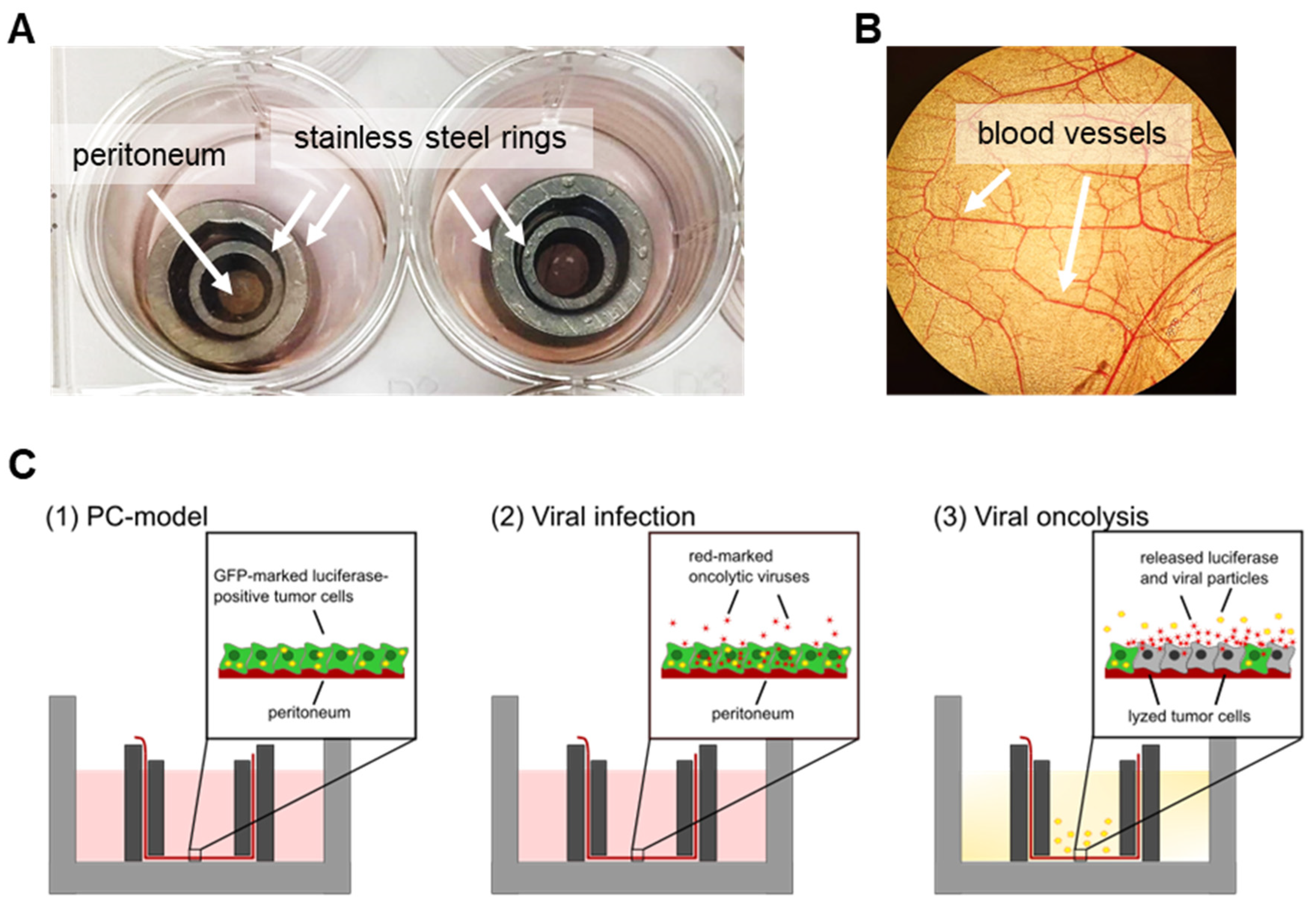 Viruses 15 00363 g004