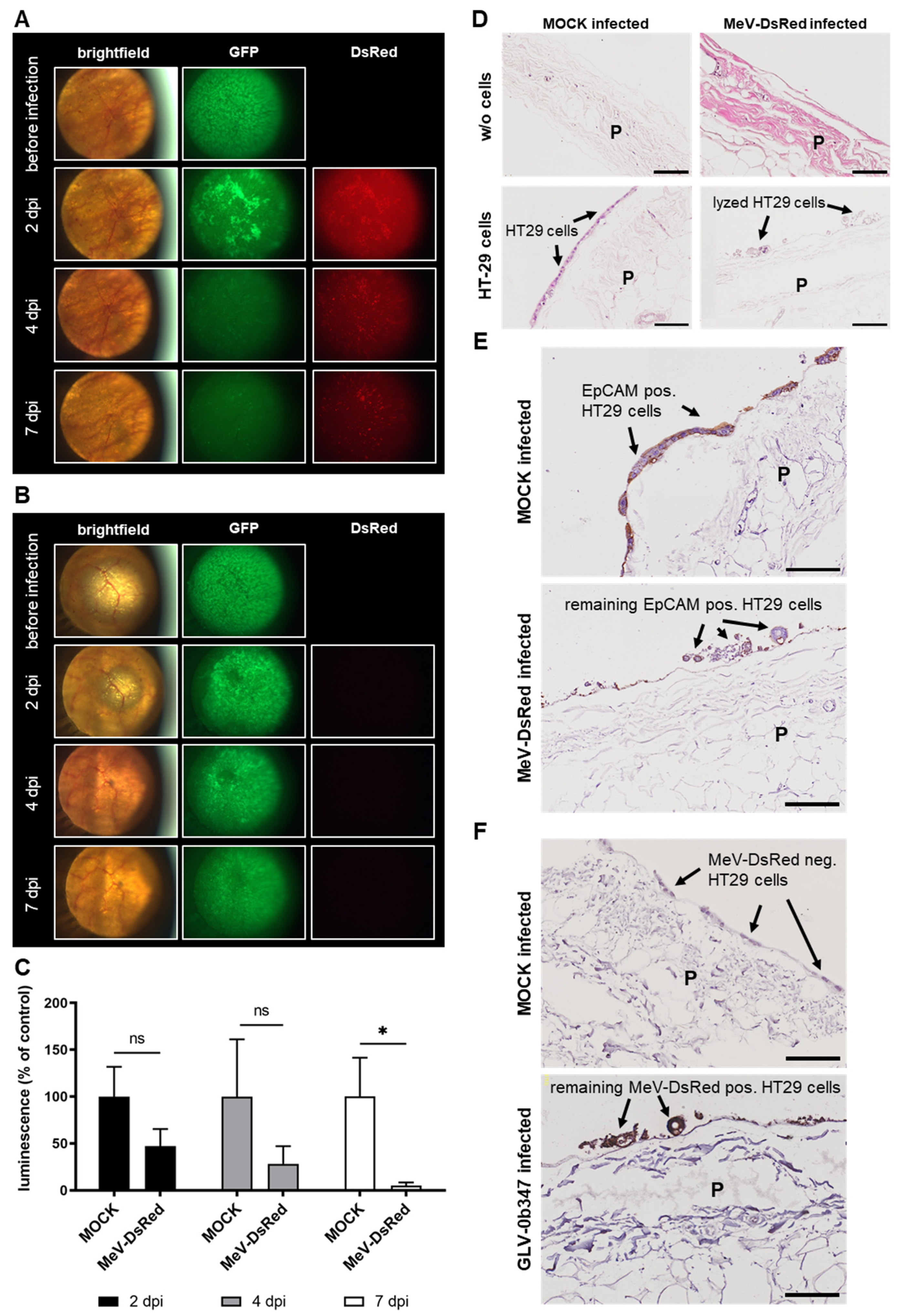 Viruses 15 00363 g006