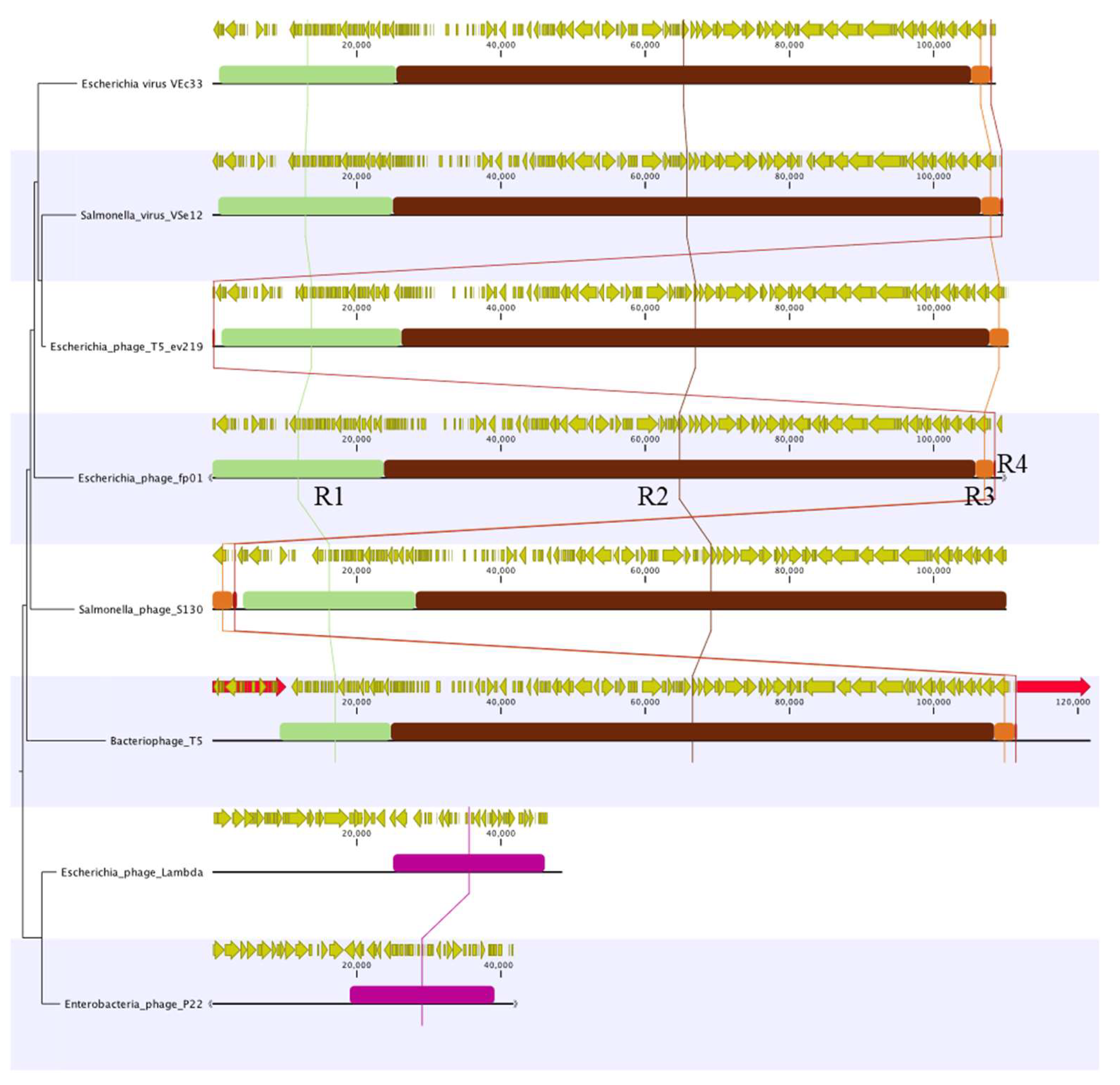 Viruses 15 00379 g004 Viruses 15 00379 g004