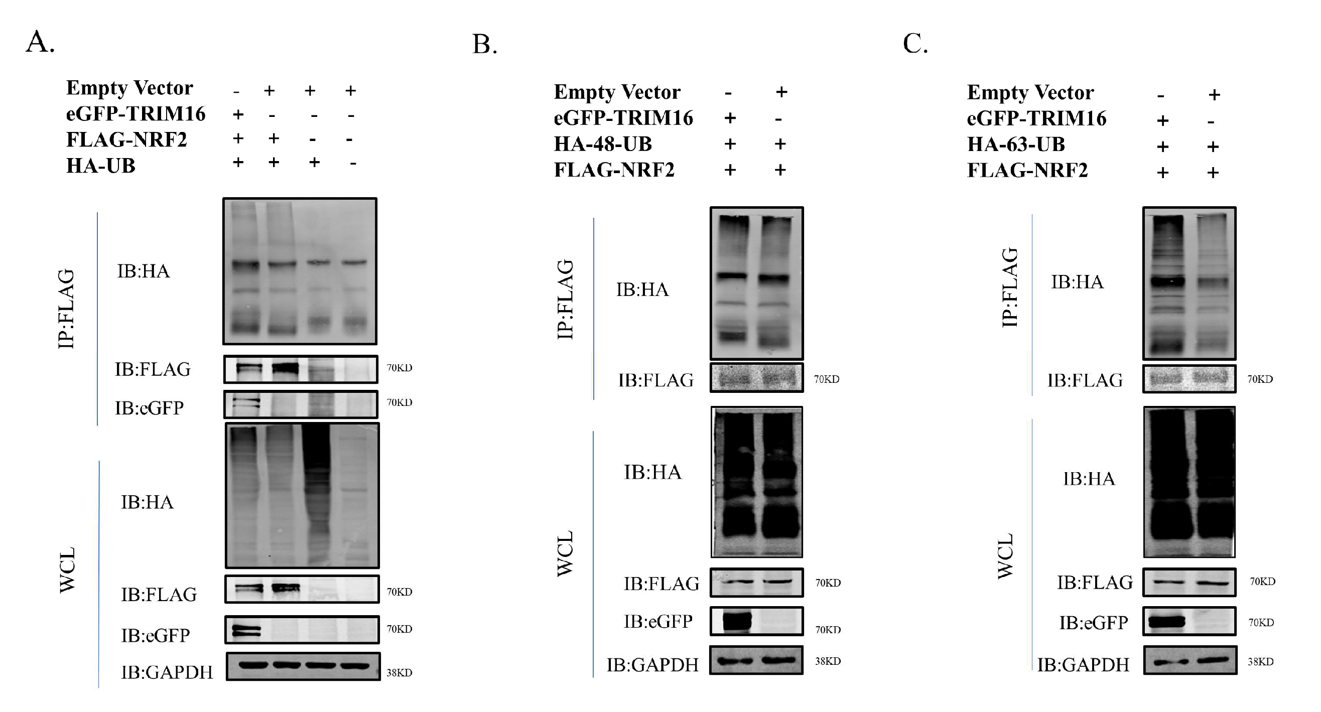 Viruses 15 00391 g007