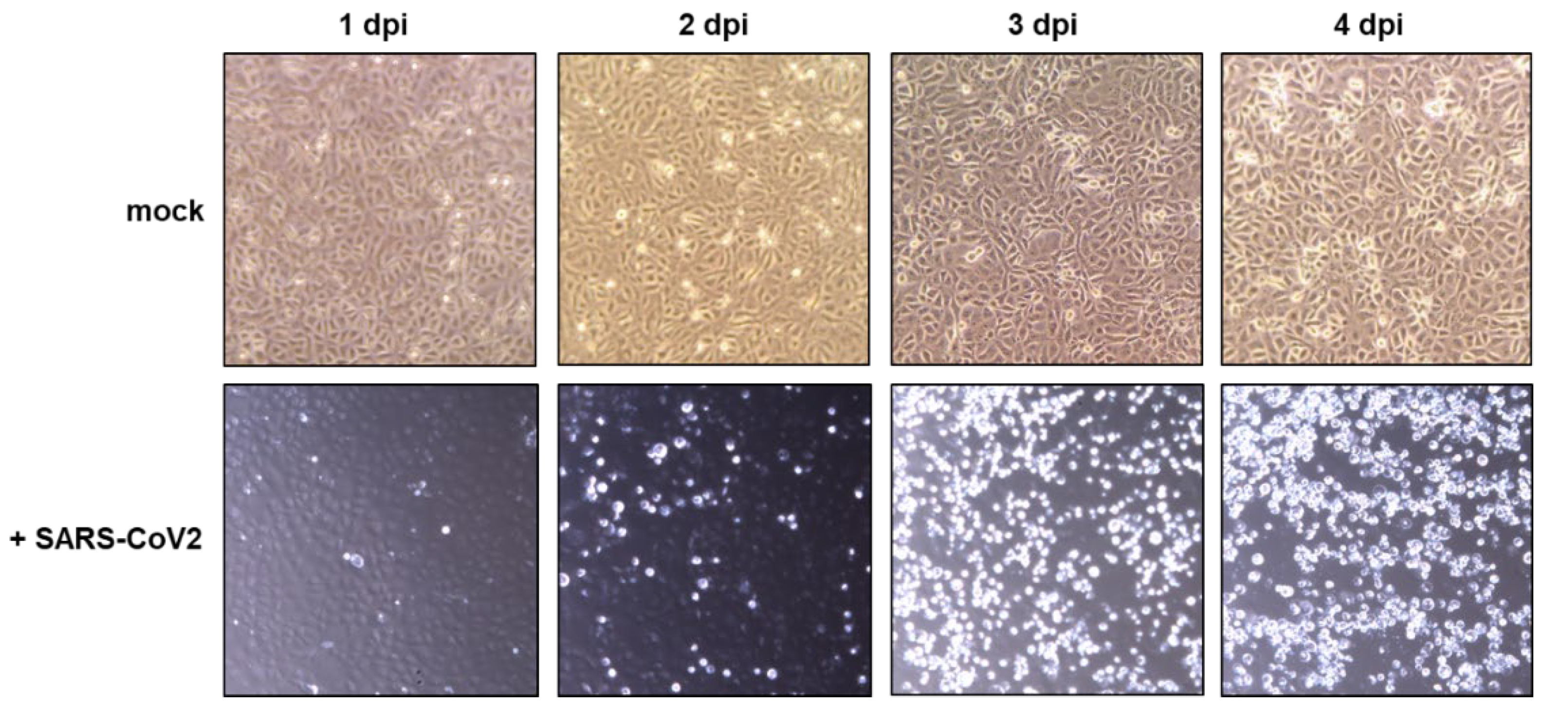 Viruses 15 00397 g003