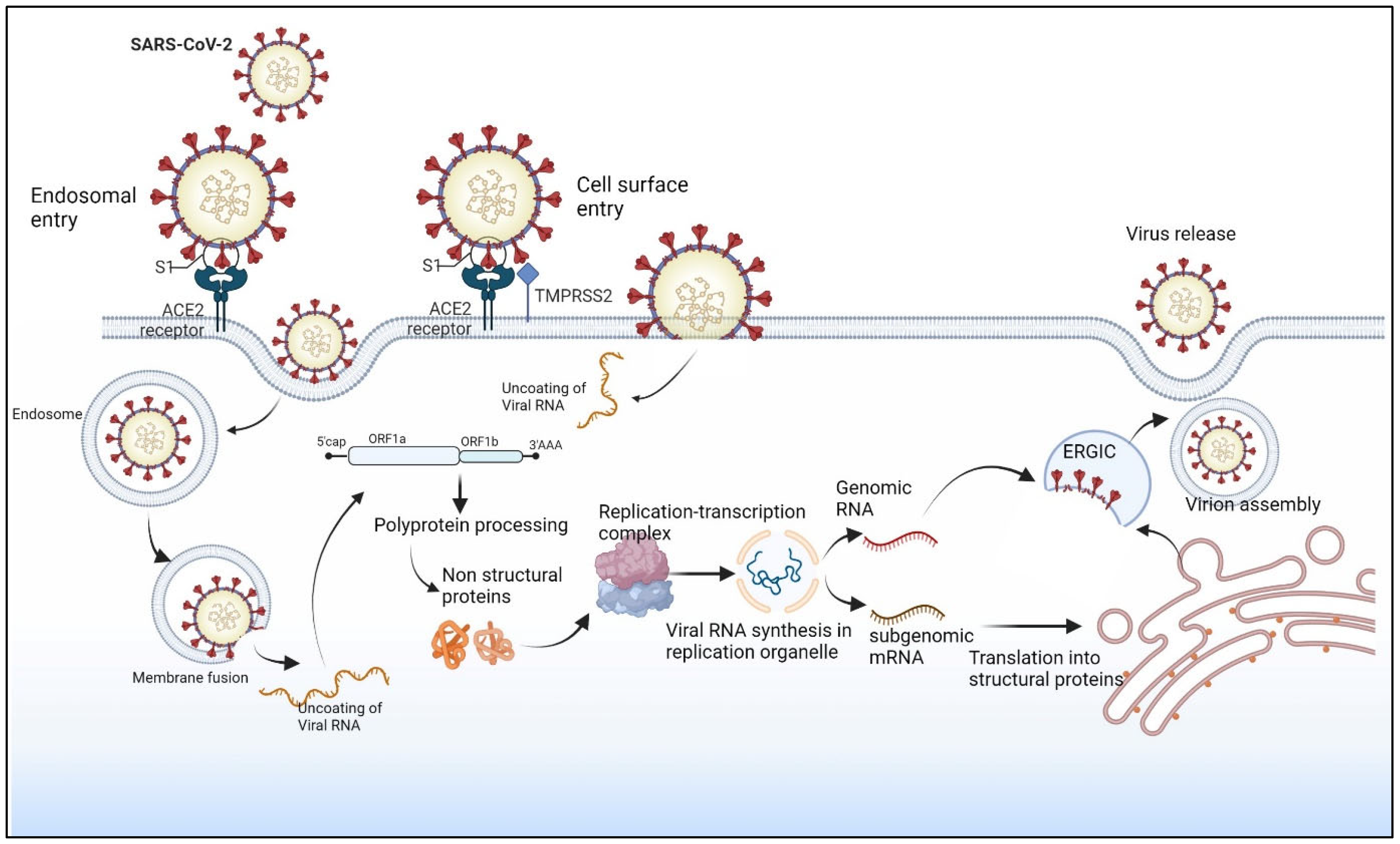 Viruses 15 00402 g002 Viruses 15 00402 g002