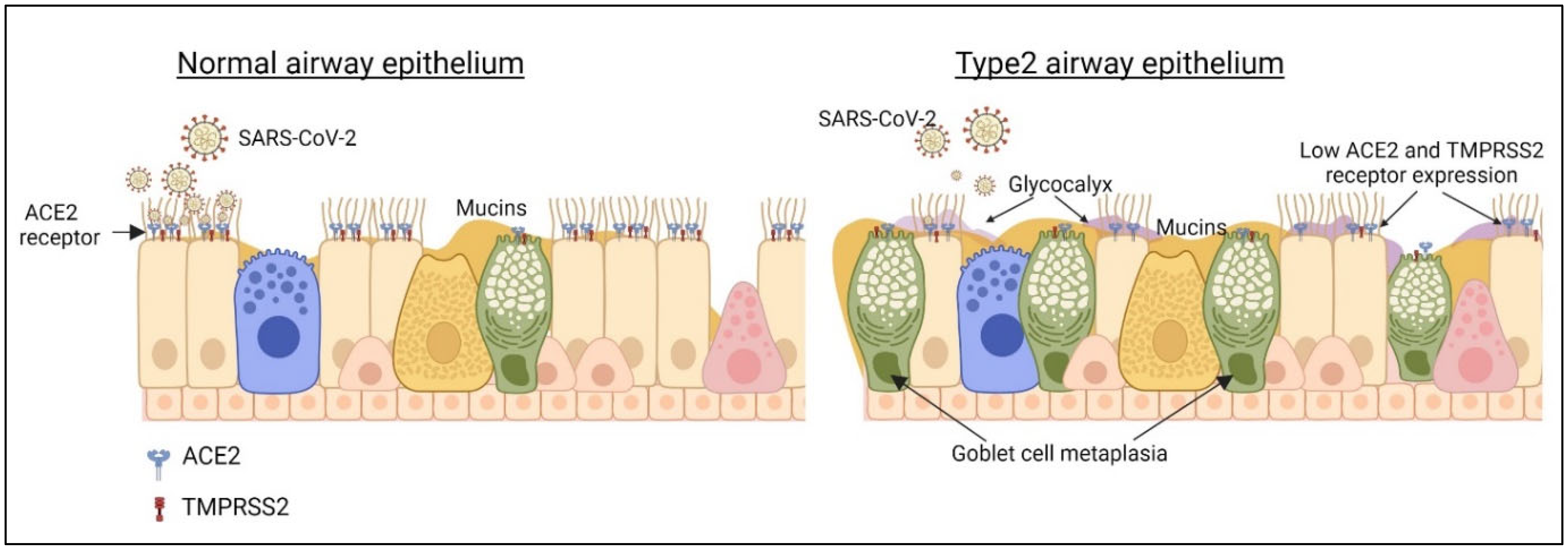 Viruses 15 00402 g003 Viruses 15 00402 g003