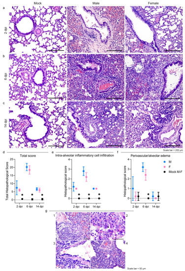 Viruses | Free Full-Text | Host Response of Syrian Hamster to SARS-CoV ...