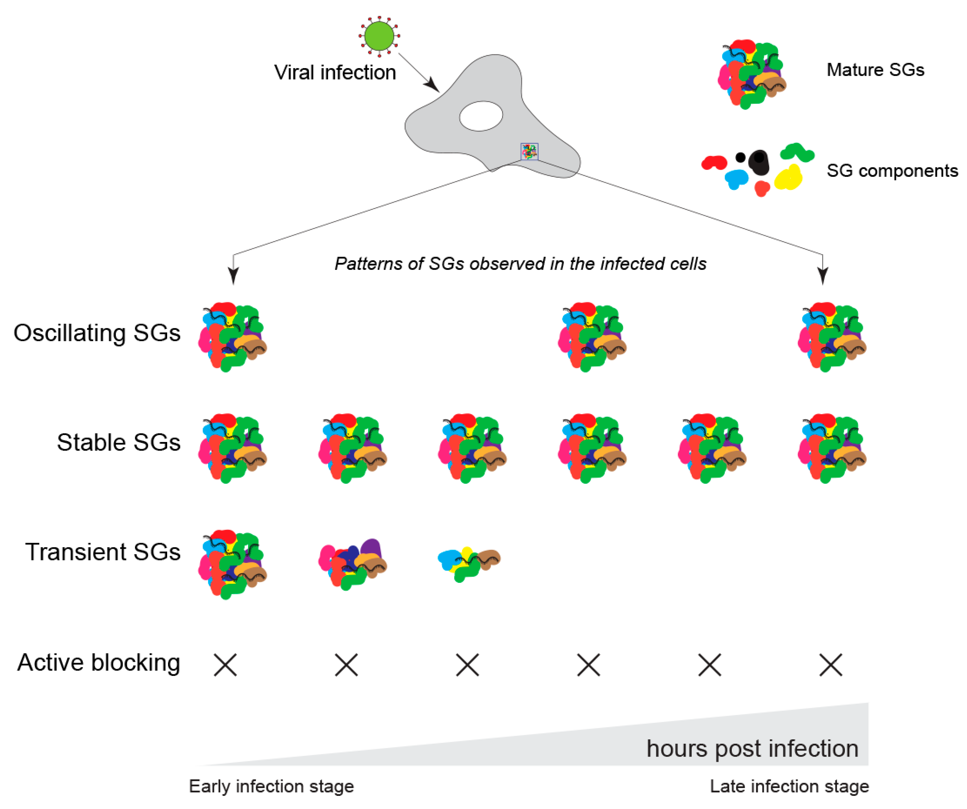 Viruses, Free Full-Text