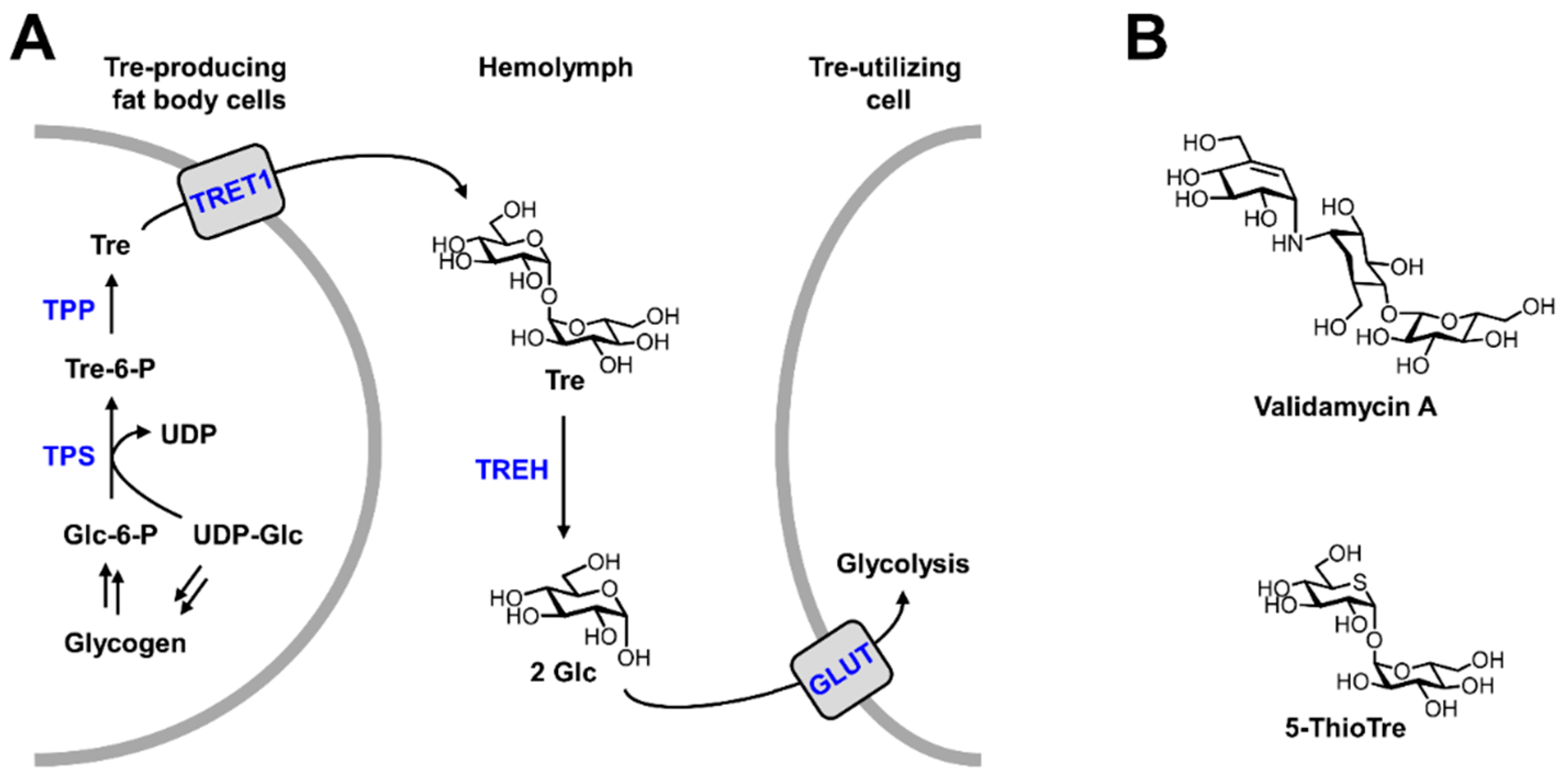 Viruses 15 00469 g002