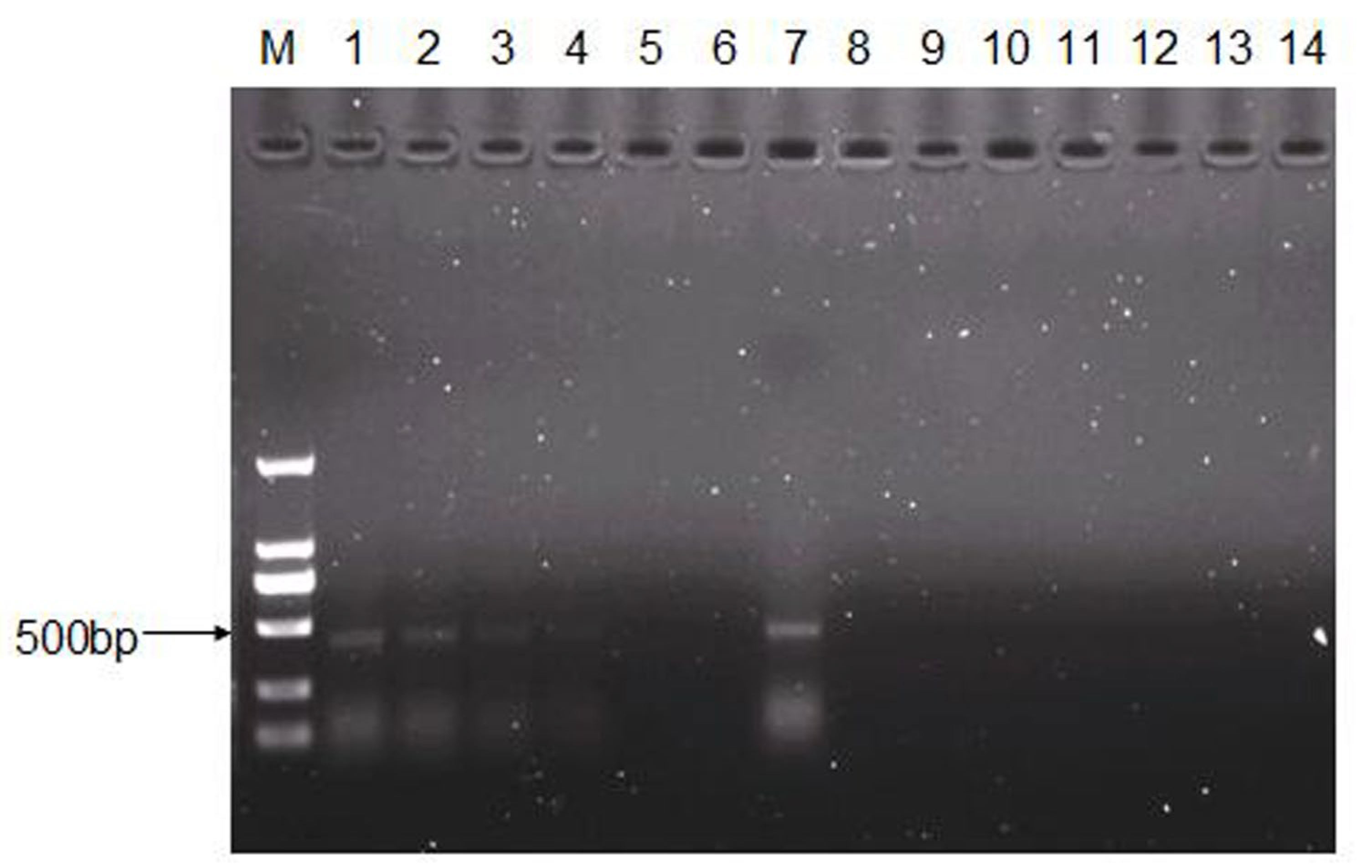 Viruses 15 00475 g005