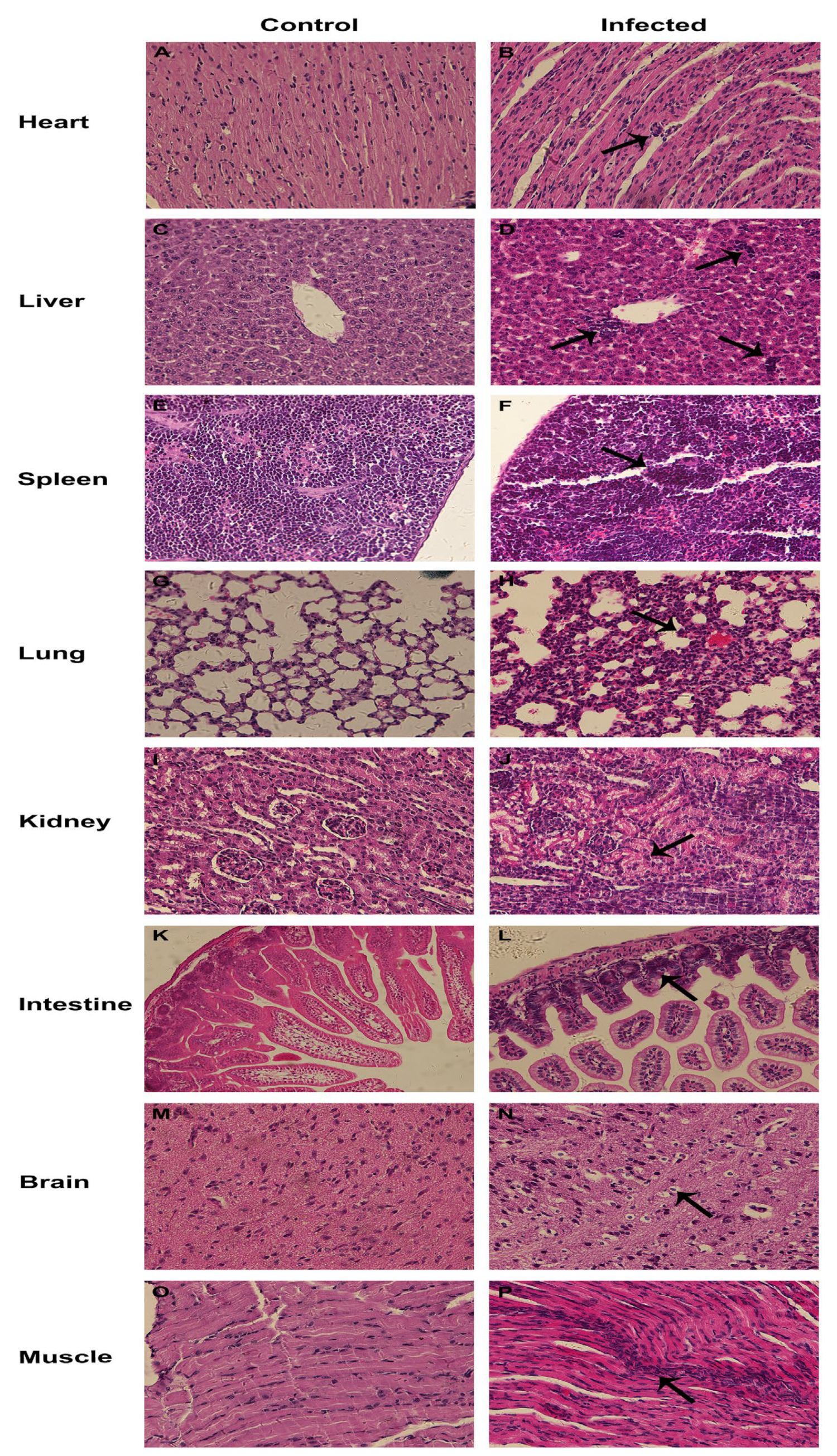 Viruses 15 00475 g006