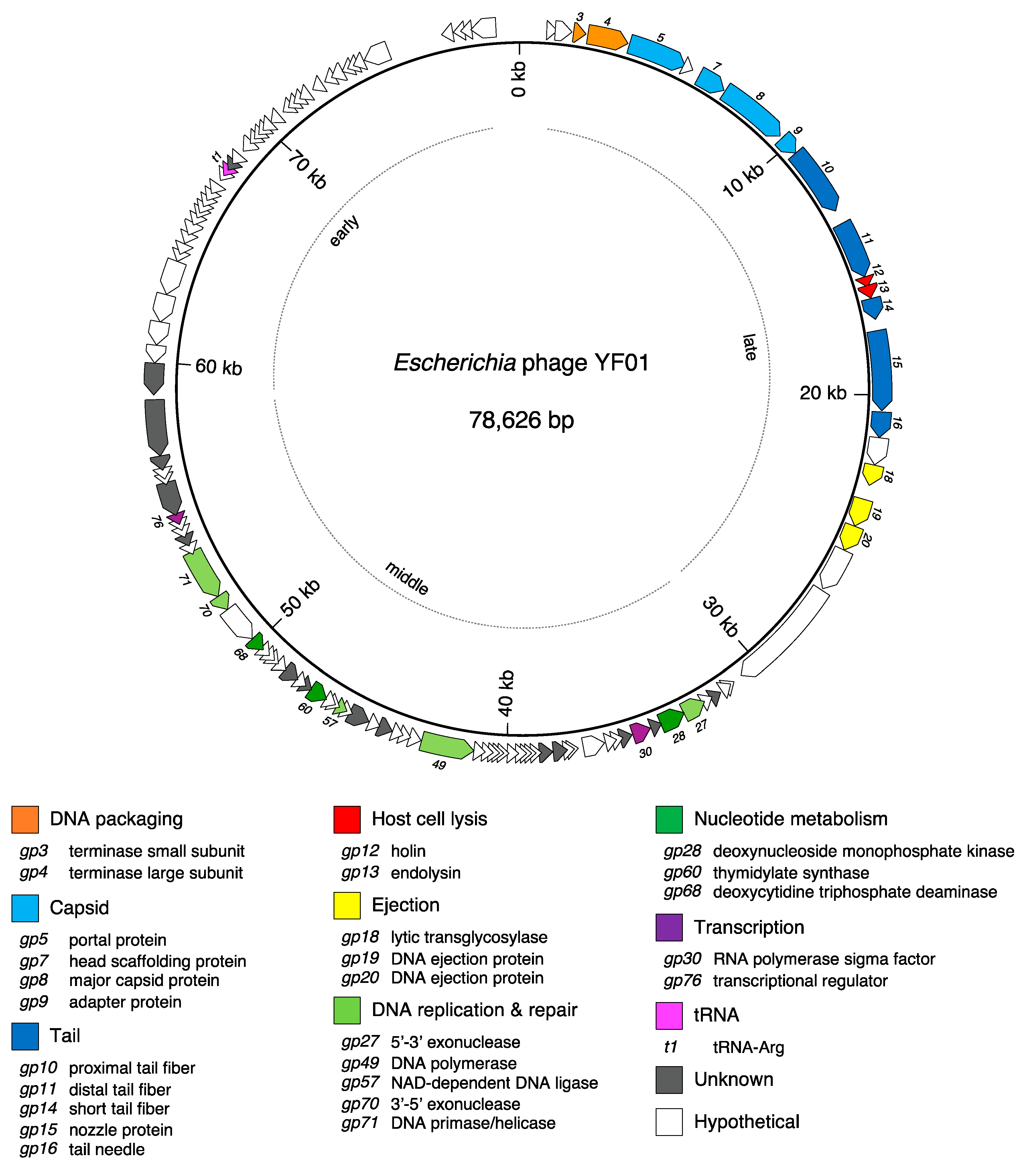 Viruses 15 00506 g005