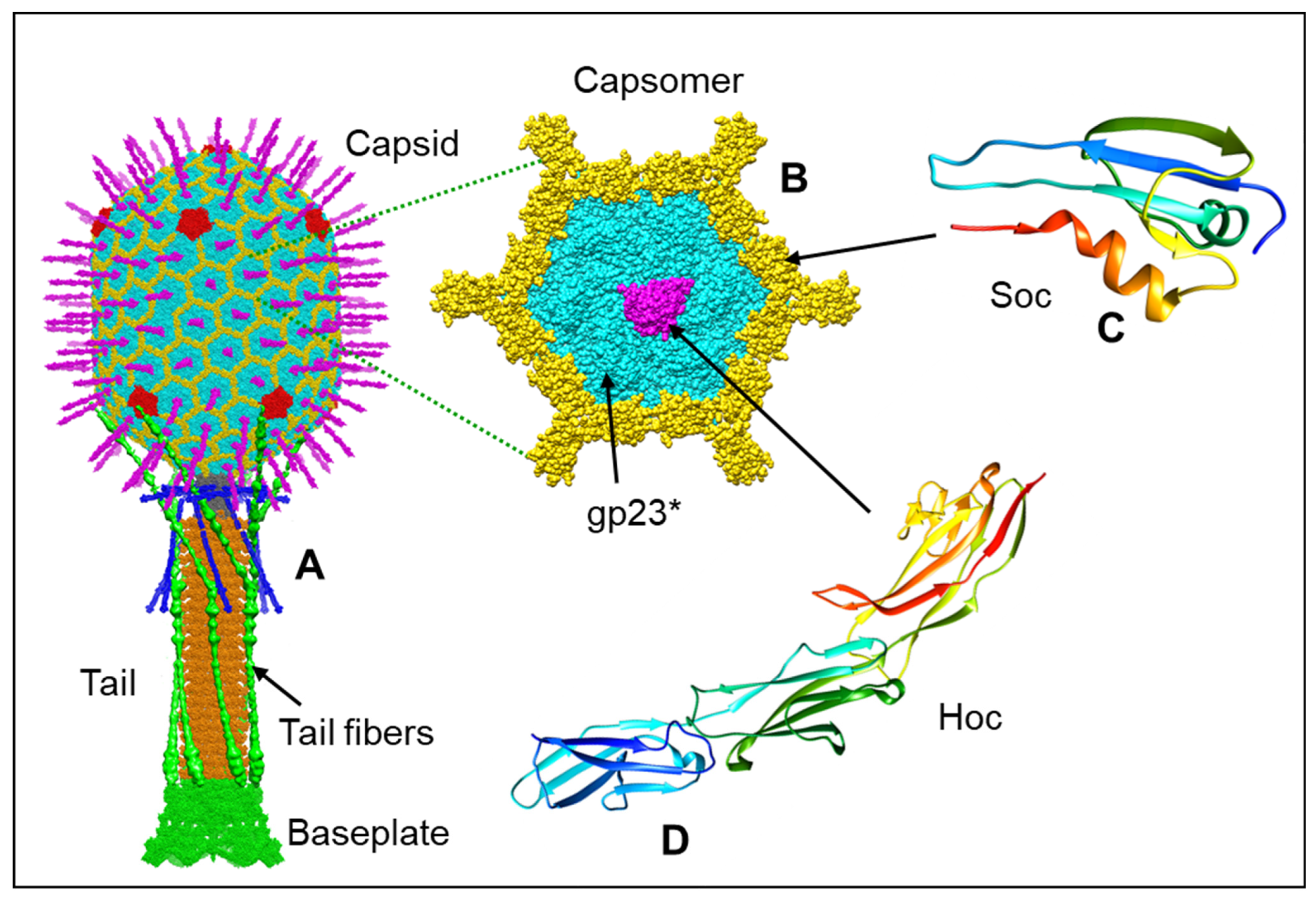 bacteriophage structure labeled
