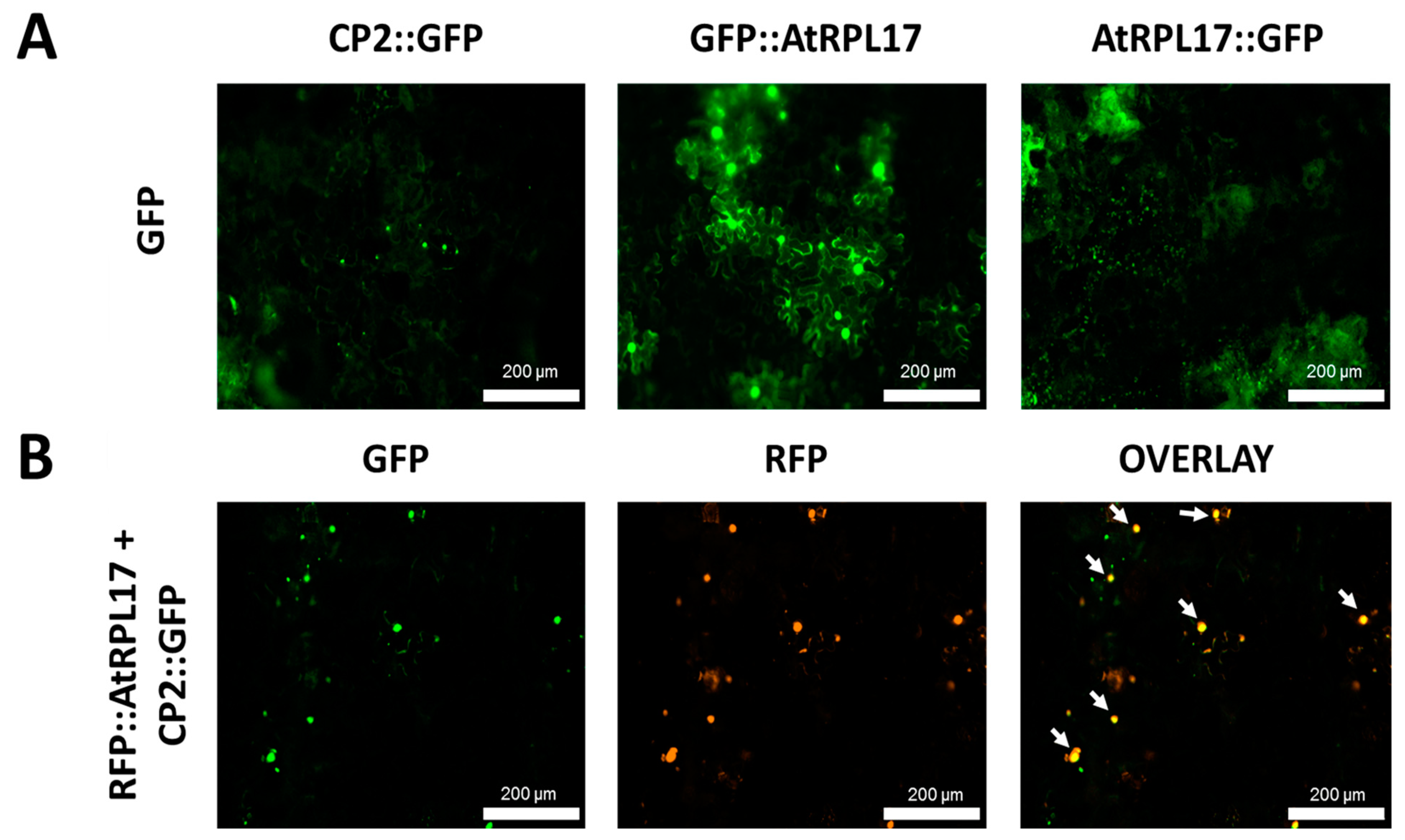 Viruses 15 00541 g004