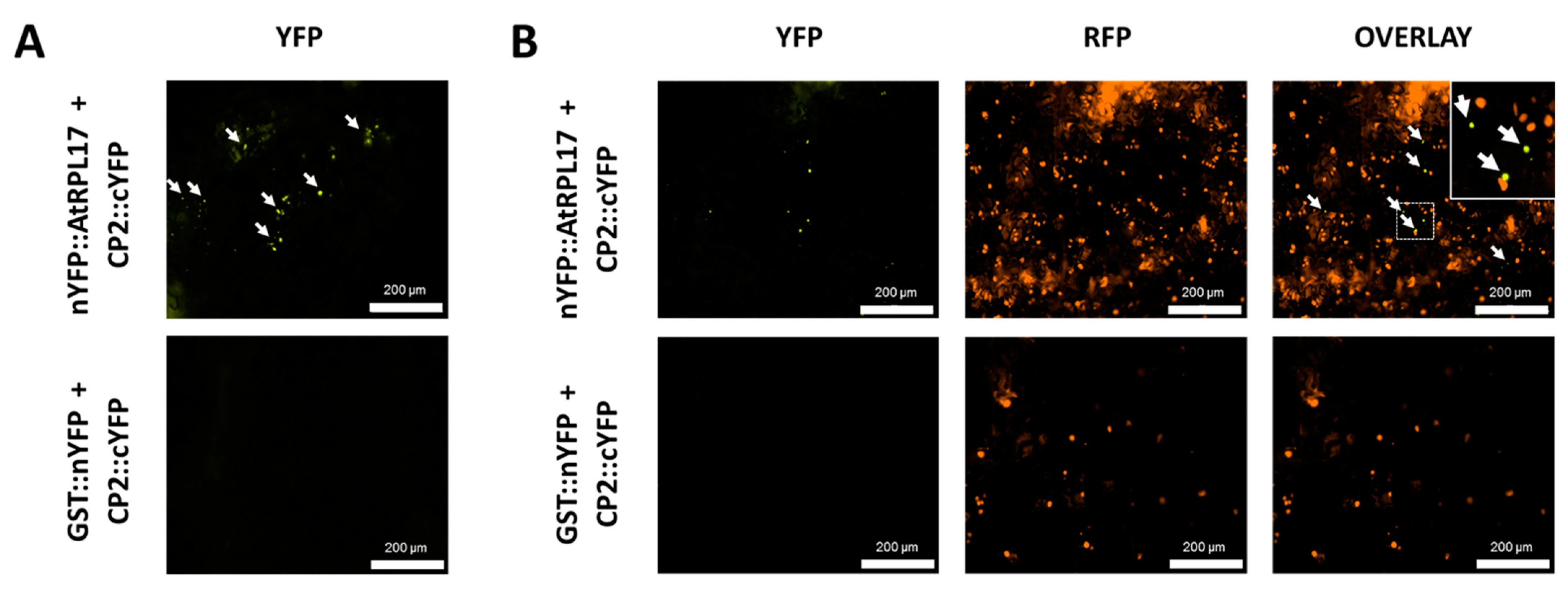 Viruses 15 00541 g005