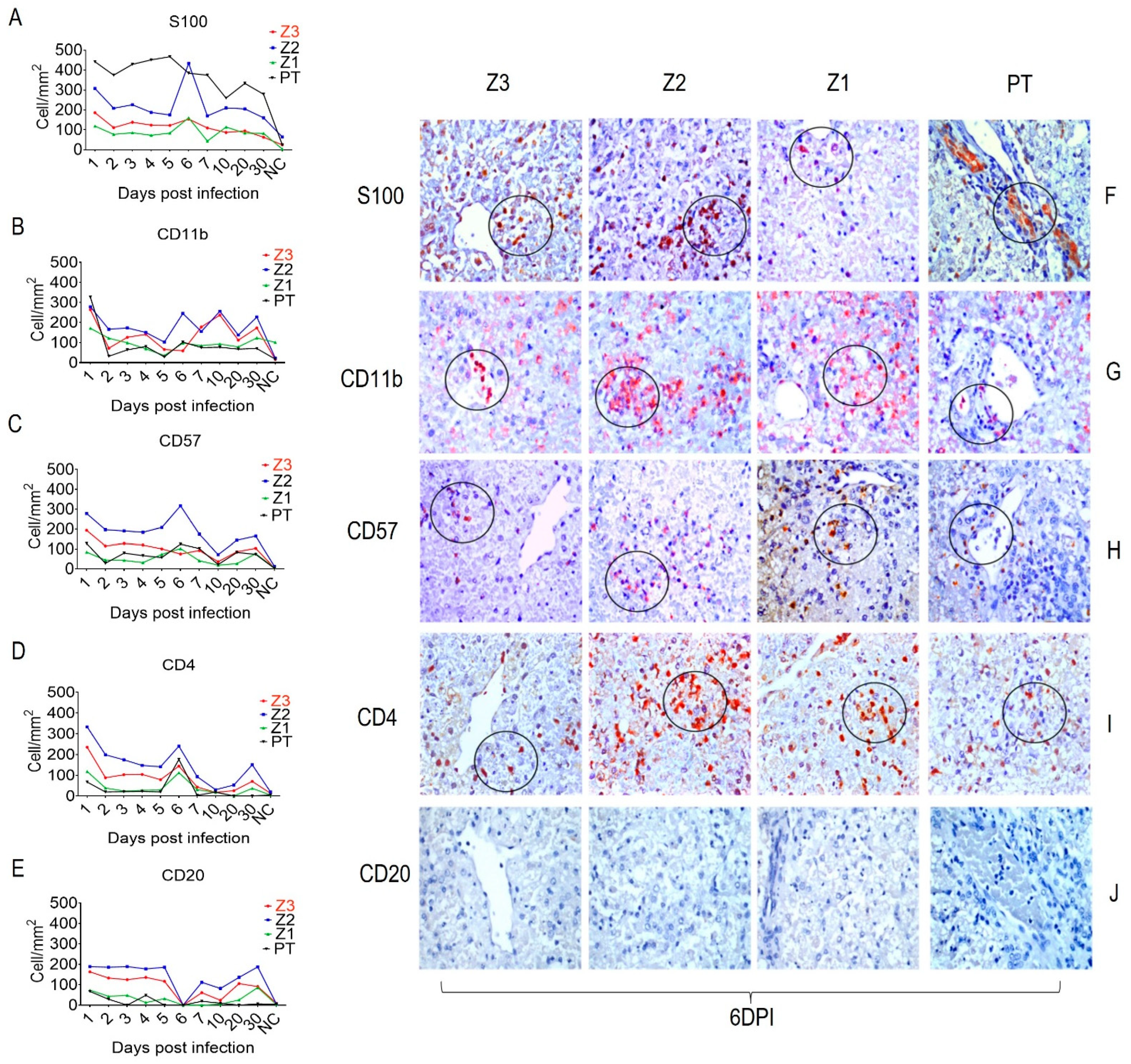 Viruses 15 00551 g002 Viruses 15 00551 g002