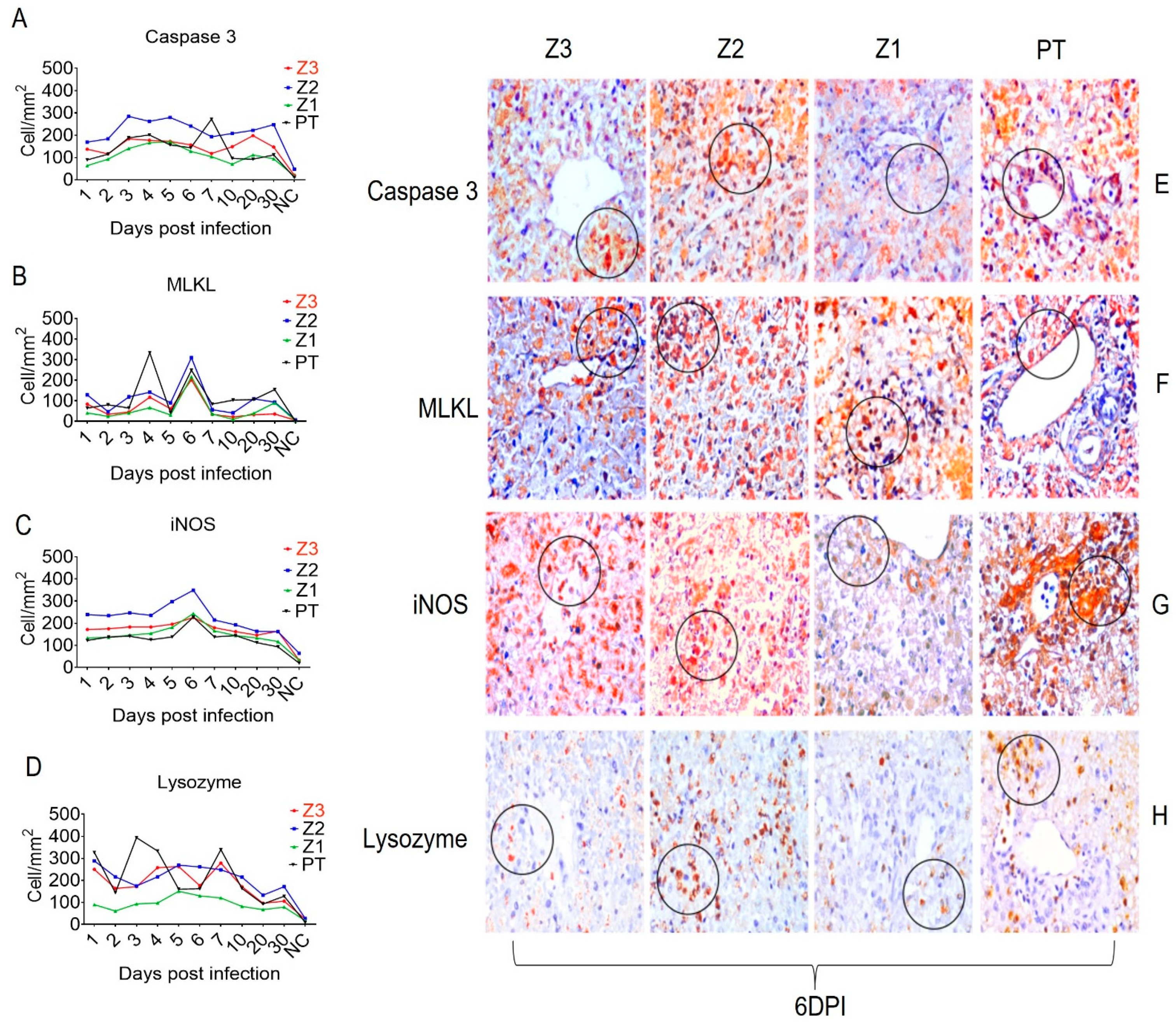 Viruses 15 00551 g004 Viruses 15 00551 g004