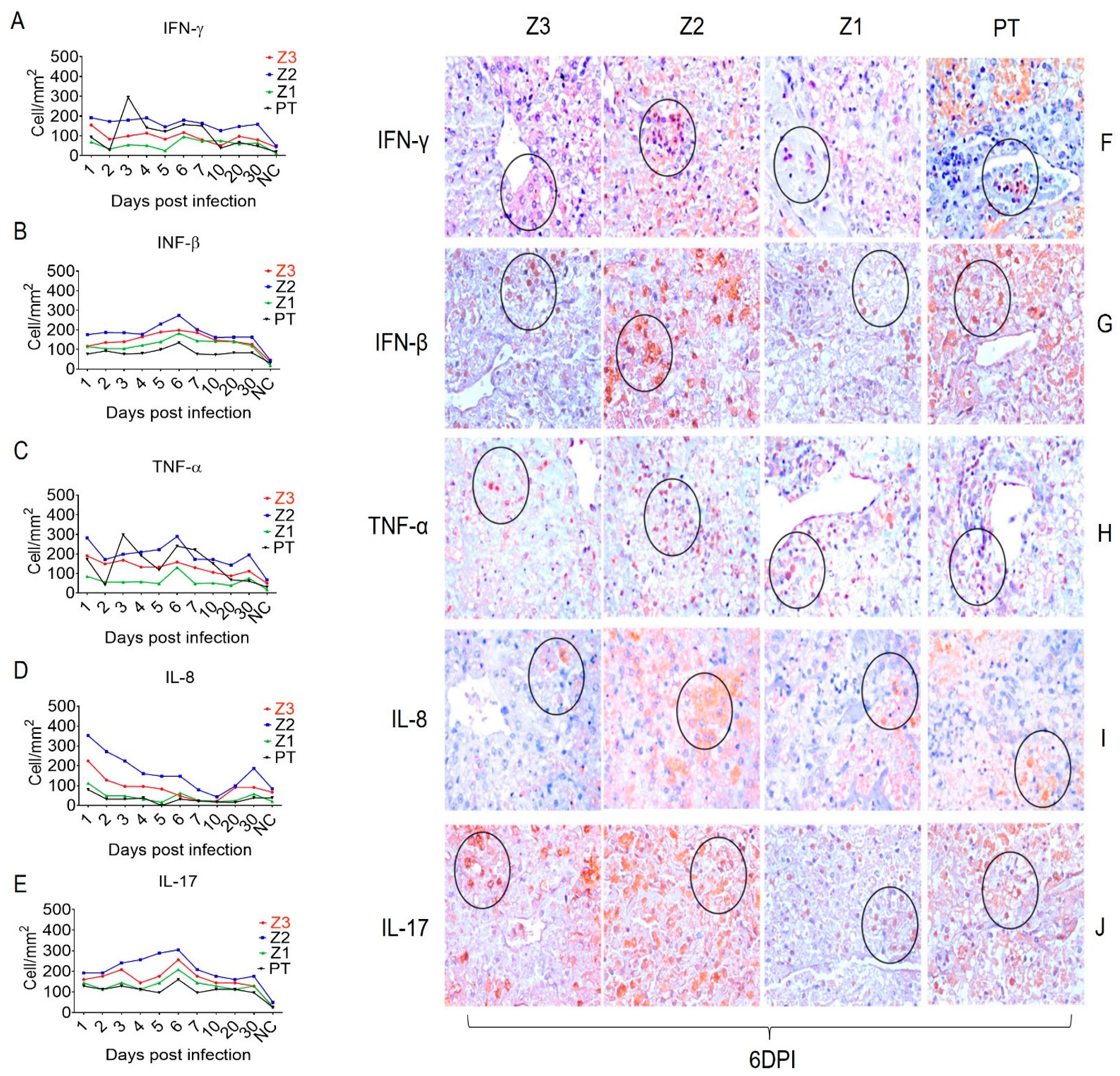 Viruses 15 00551 g005 Viruses 15 00551 g005