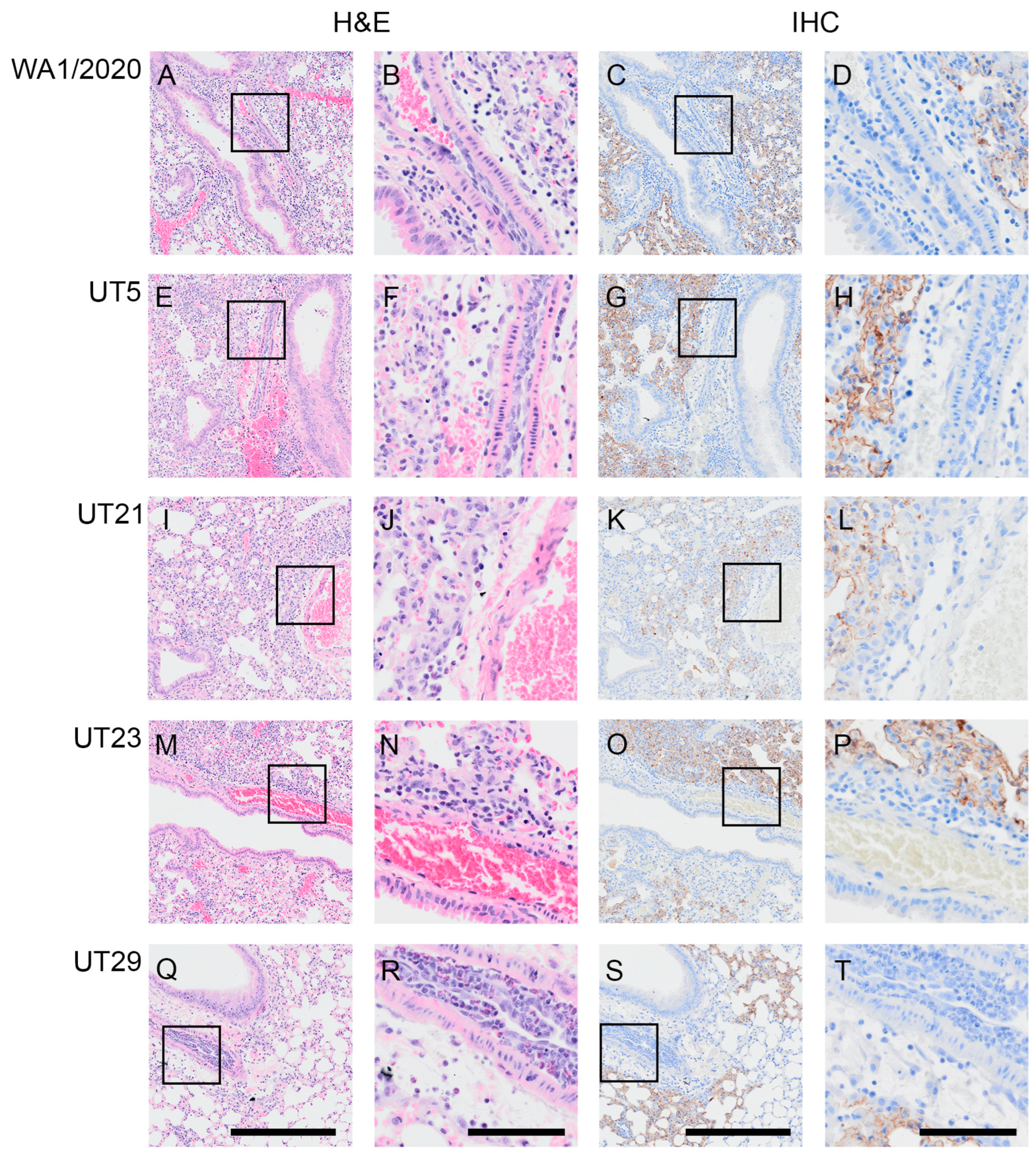 Viruses 15 00611 g004 Viruses 15 00611 g004