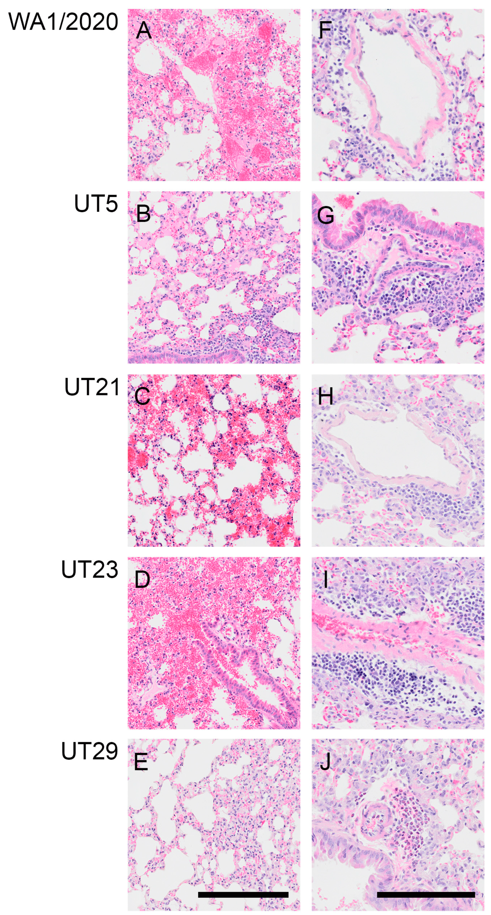 Viruses 15 00611 g005 Viruses 15 00611 g005