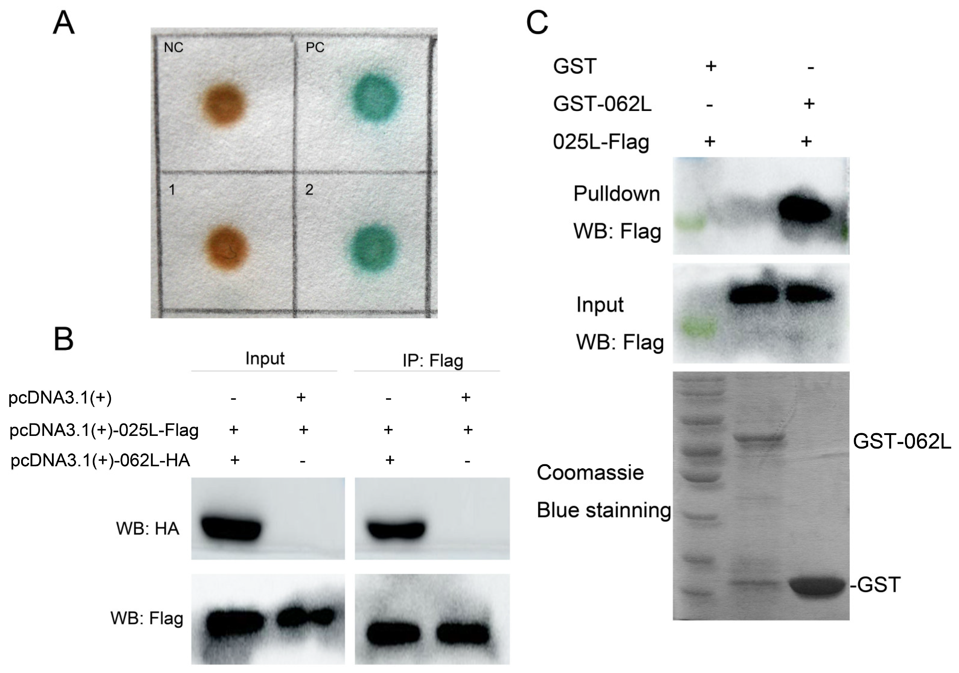 Viruses 15 00617 g005