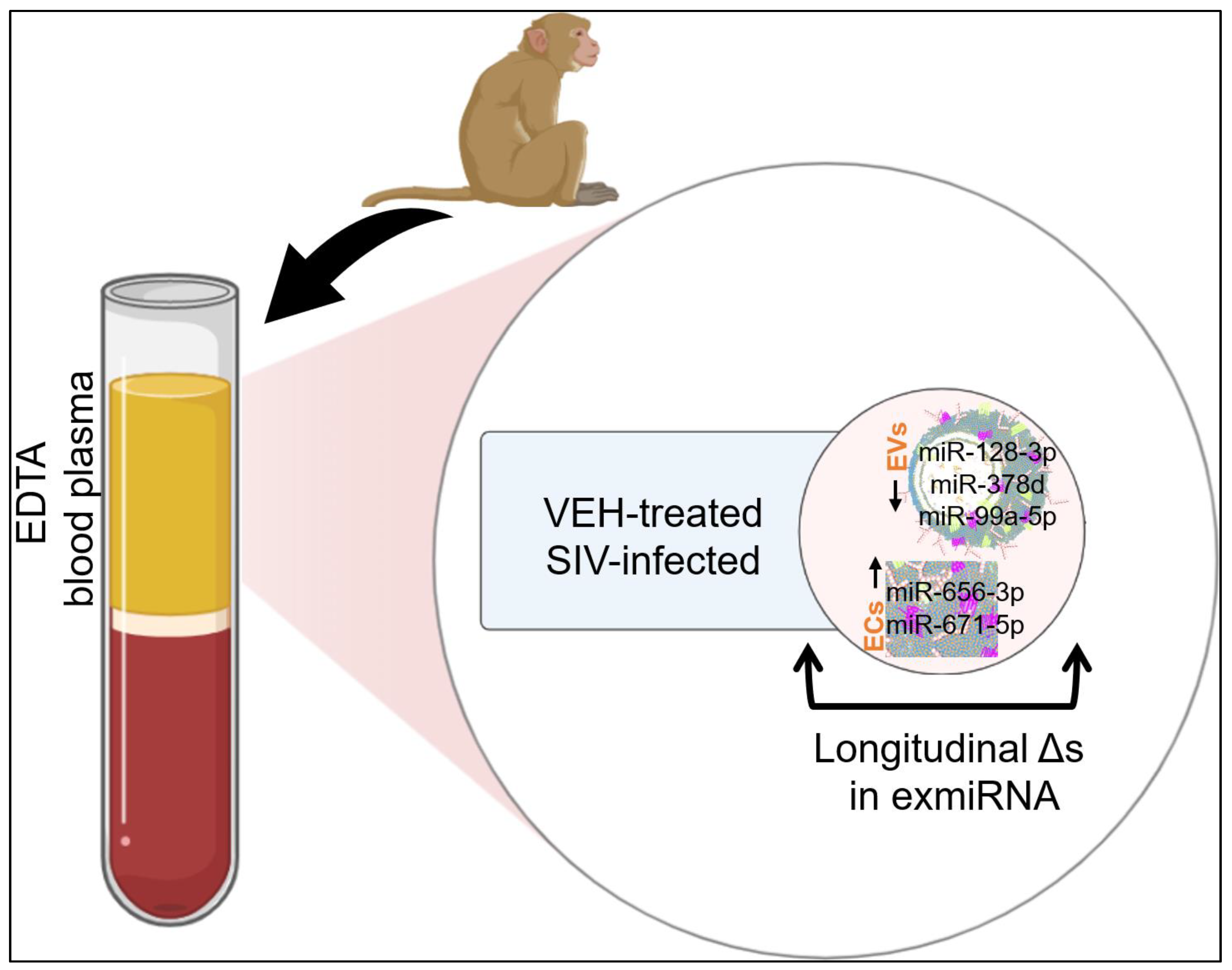 Viruses | Free Full-Text | SIV Infection Regulates Compartmentalization of  Circulating Blood Plasma miRNAs within Extracellular Vesicles (EVs) and  Extracellular Condensates (ECs) and Decreases EV-Associated miRNA-128