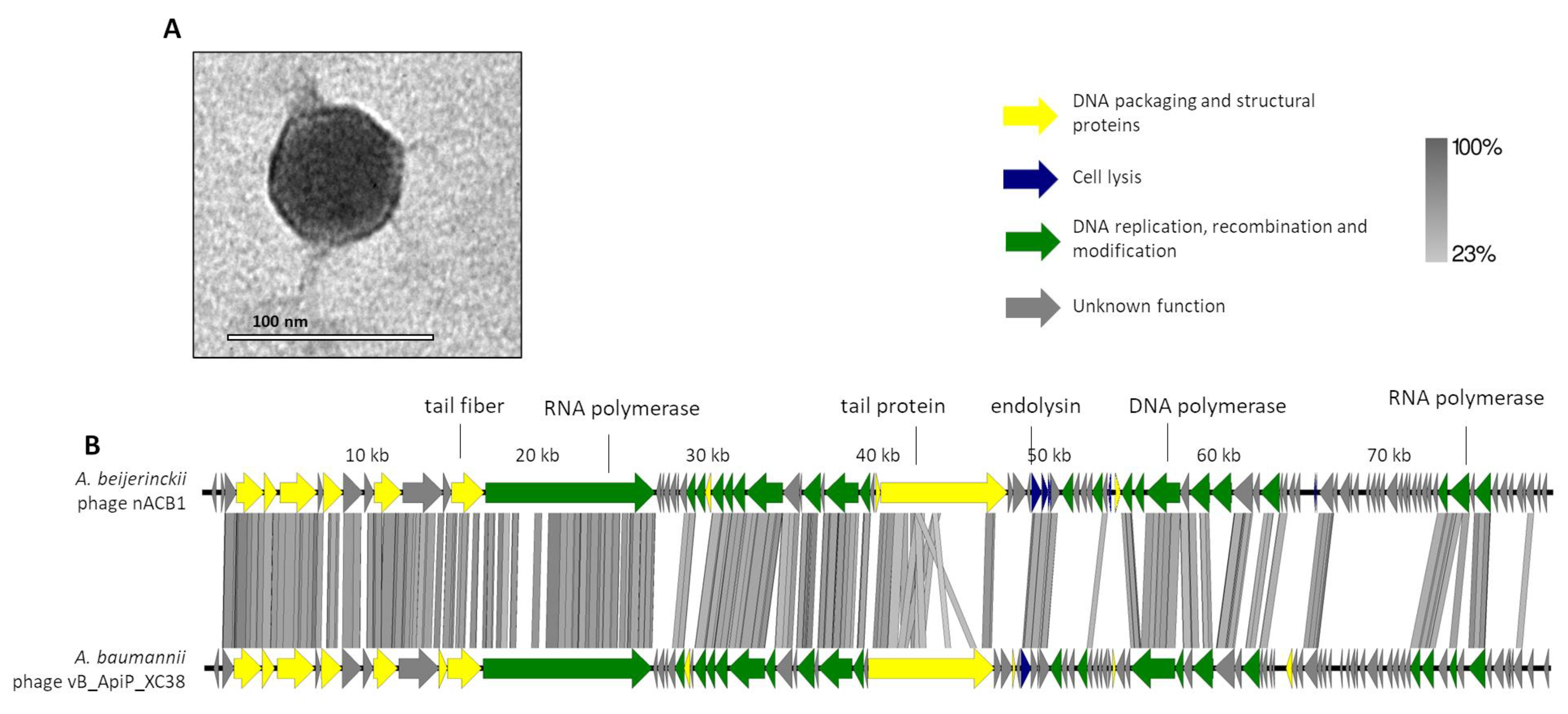 Viruses 15 00643 g001 Viruses 15 00643 g001