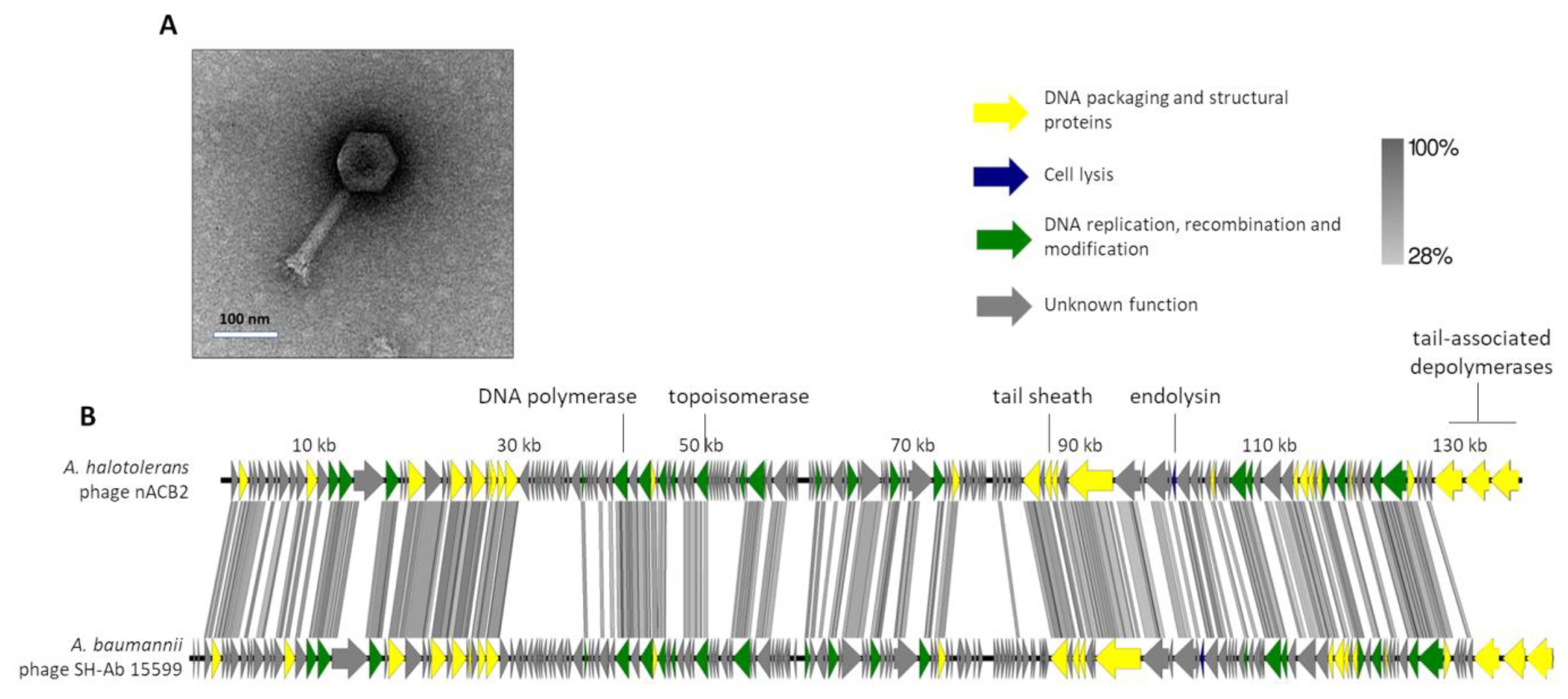 Viruses 15 00643 g002 Viruses 15 00643 g002