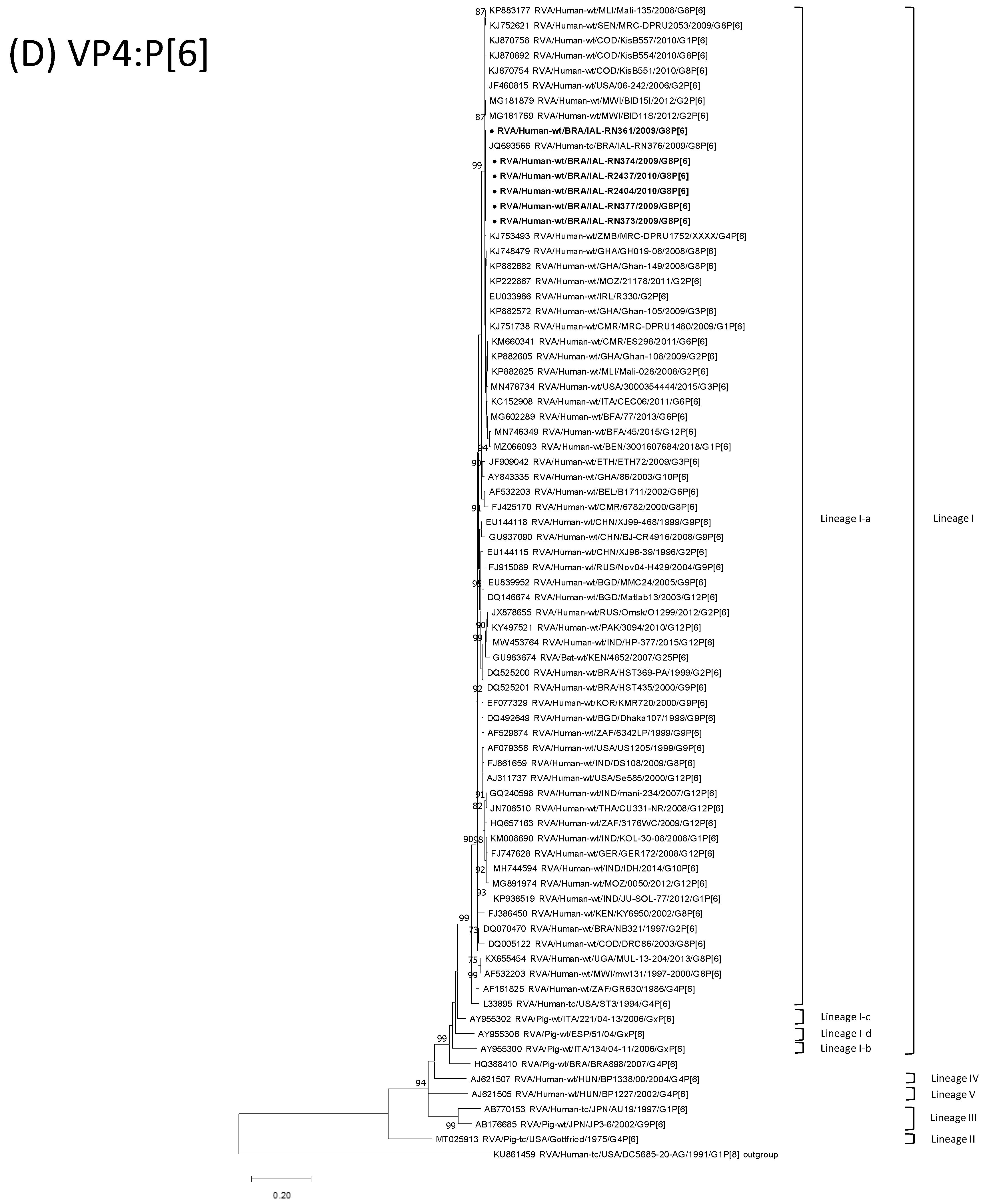 Viruses | Free Full-Text | Genomic Constellation of Human Rotavirus G8 ...