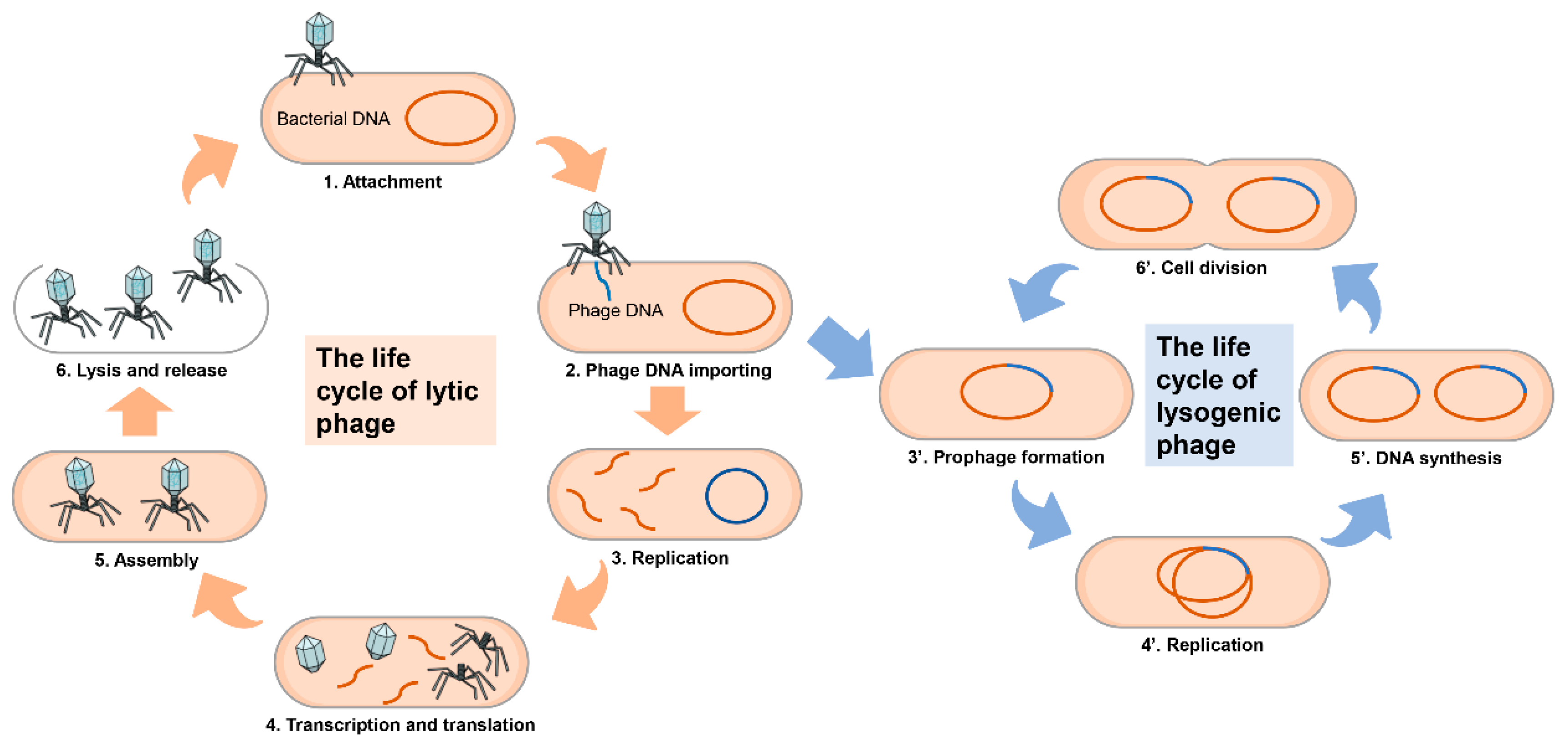 bacteriophage life cycle