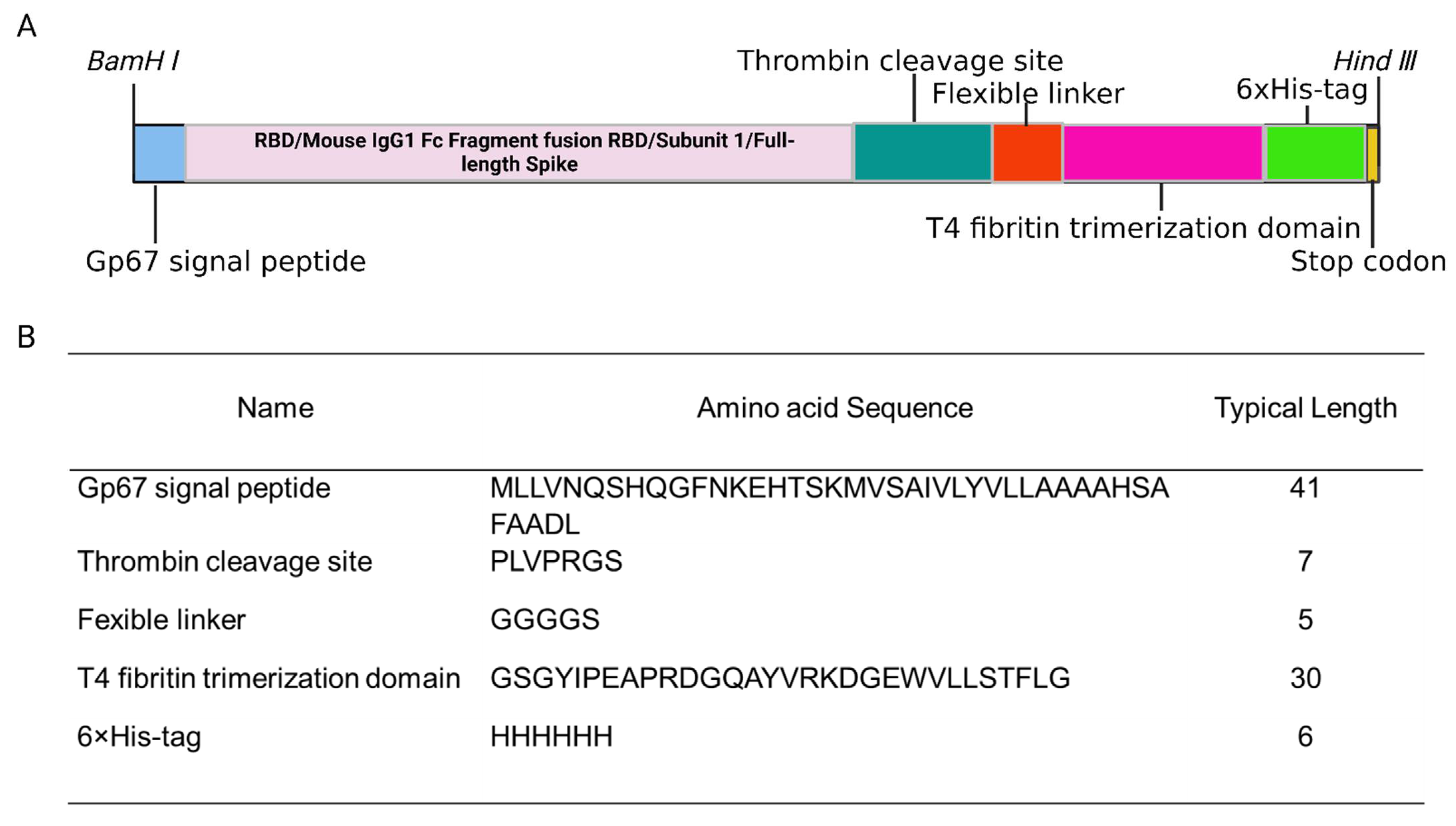 Viruses | Free Full-Text | Intranasal Boosting with Spike Fc-RBD of  Wild-Type SARS-CoV-2 Induces Neutralizing Antibodies against Omicron  Subvariants and Reduces Viral Load in the Nasal Turbinate of Mice