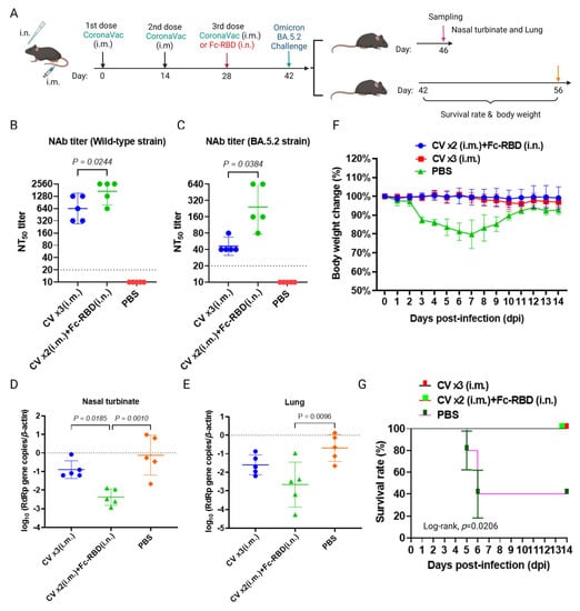 Viruses | Free Full-Text | Intranasal Boosting with Spike Fc-RBD of  Wild-Type SARS-CoV-2 Induces Neutralizing Antibodies against Omicron  Subvariants and Reduces Viral Load in the Nasal Turbinate of Mice