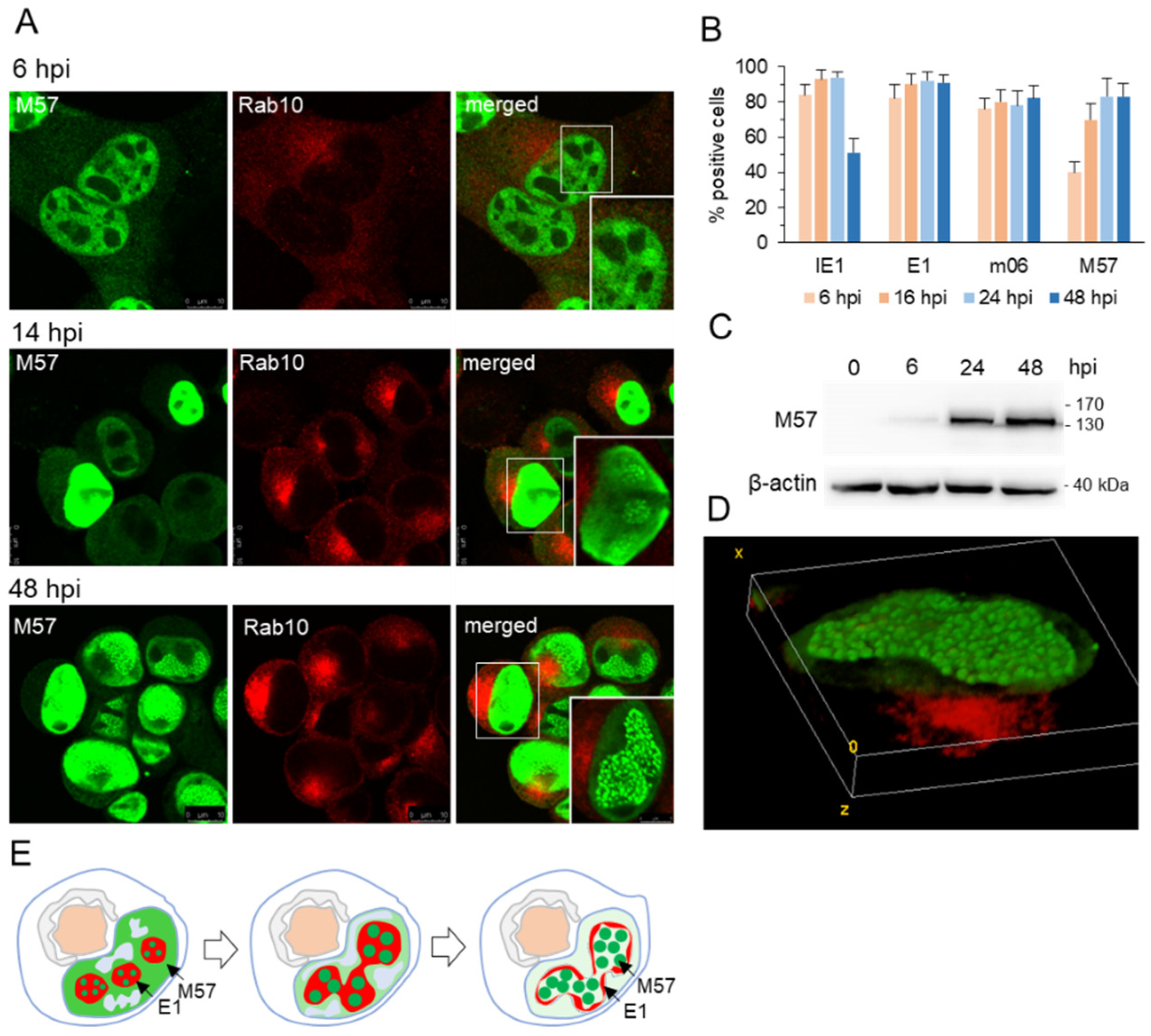 Viruses 15 00766 g002