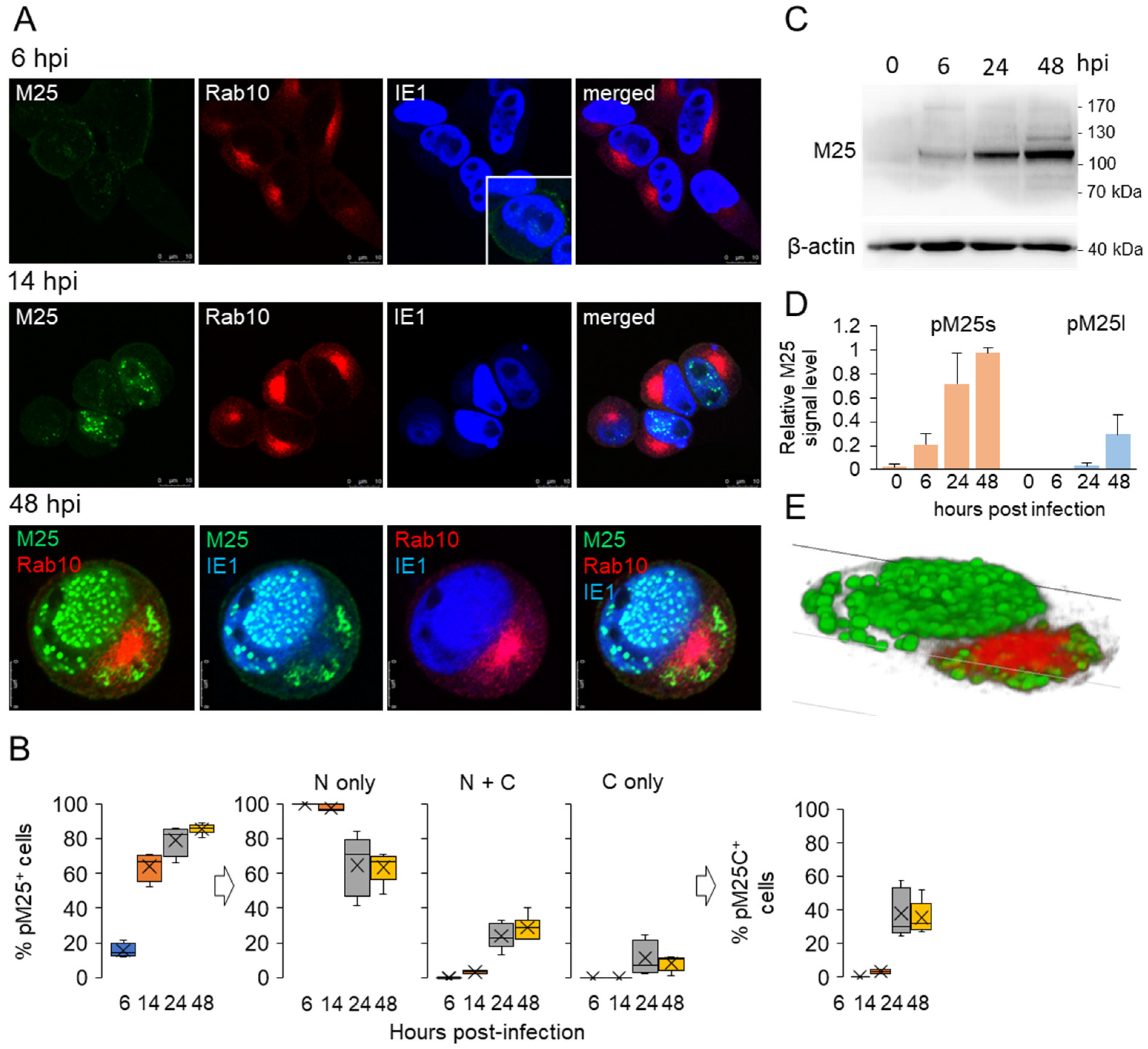 Viruses 15 00766 g003