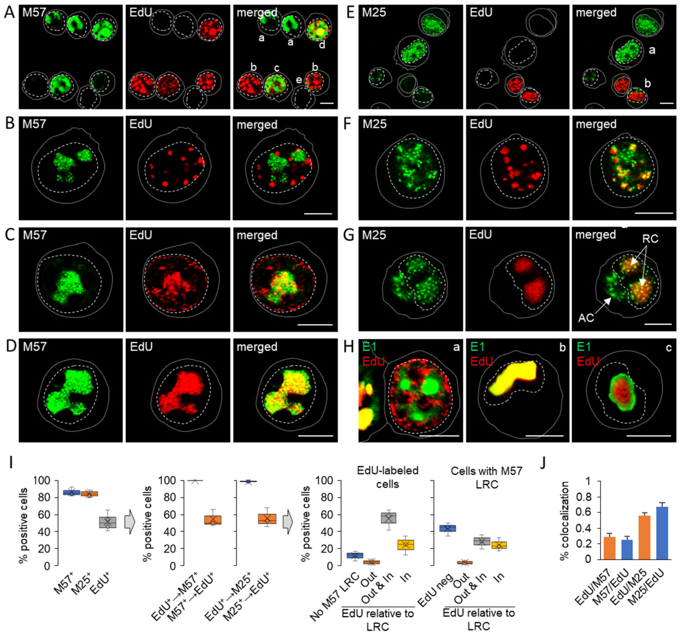 Viruses 15 00766 g006