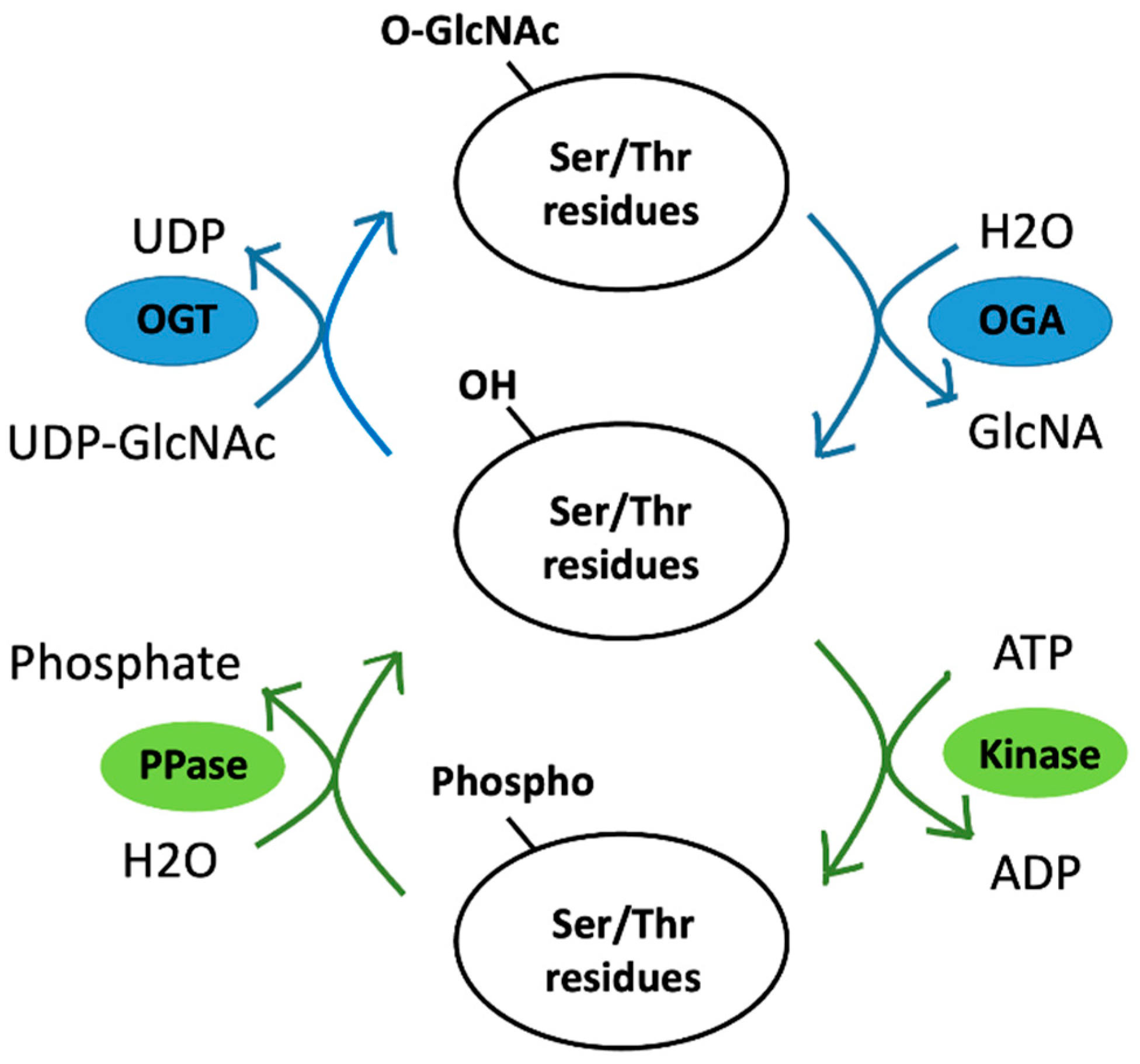 Viruses 15 00798 g003