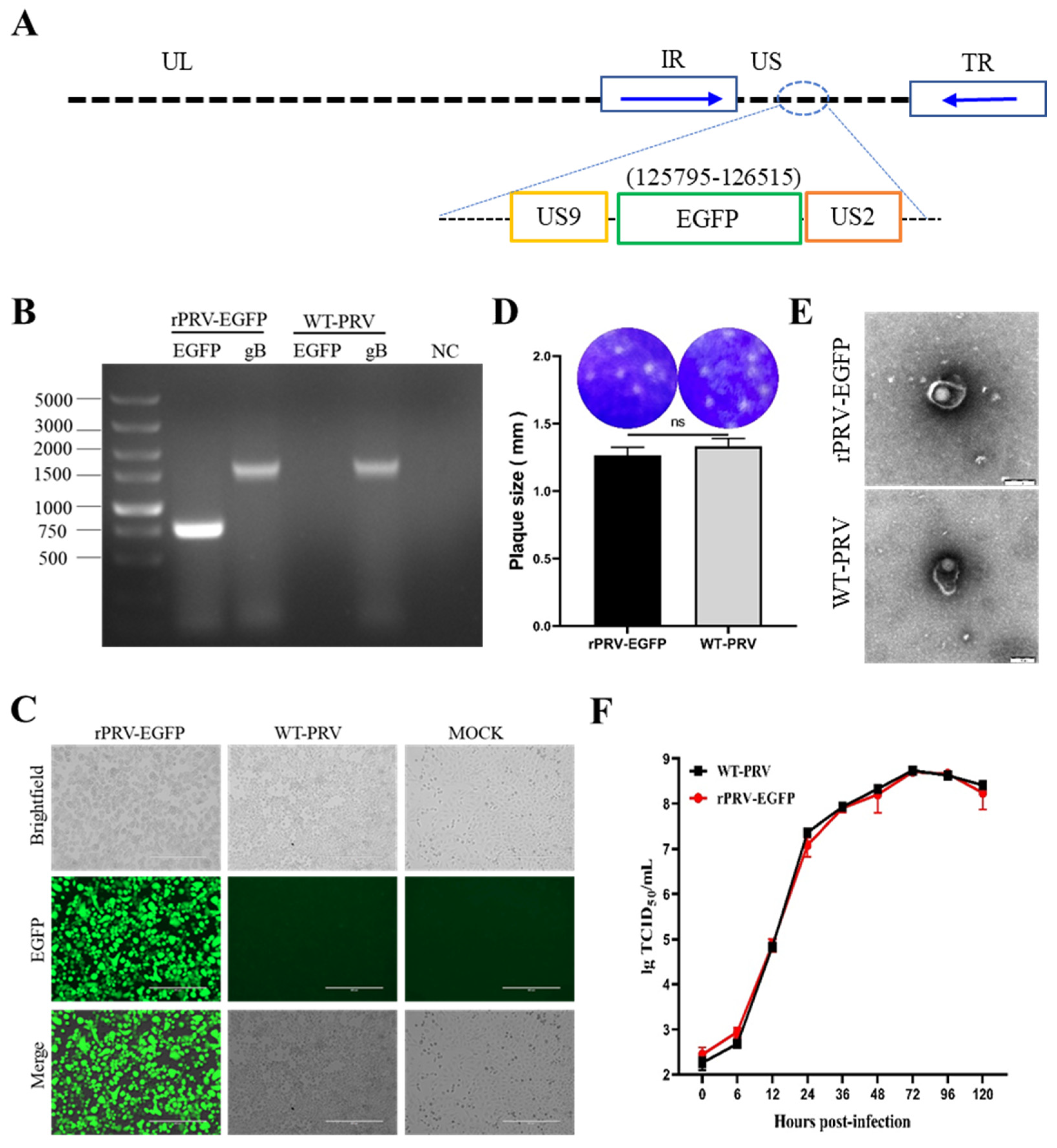 Viruses 15 00808 g001 Viruses 15 00808 g001