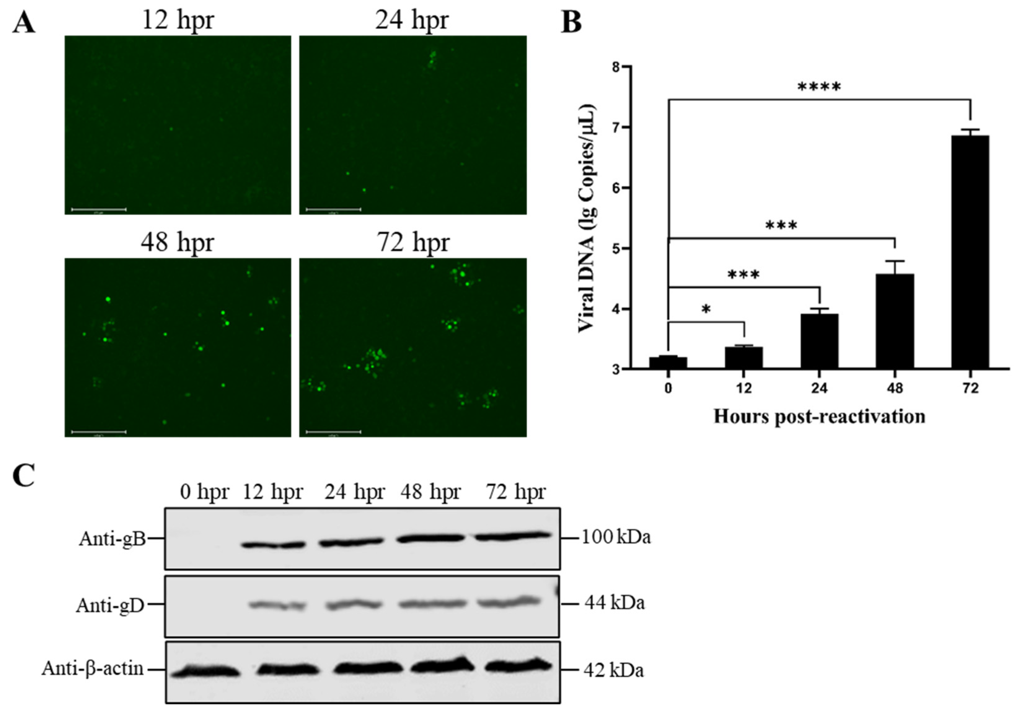 Viruses 15 00808 g004 Viruses 15 00808 g004