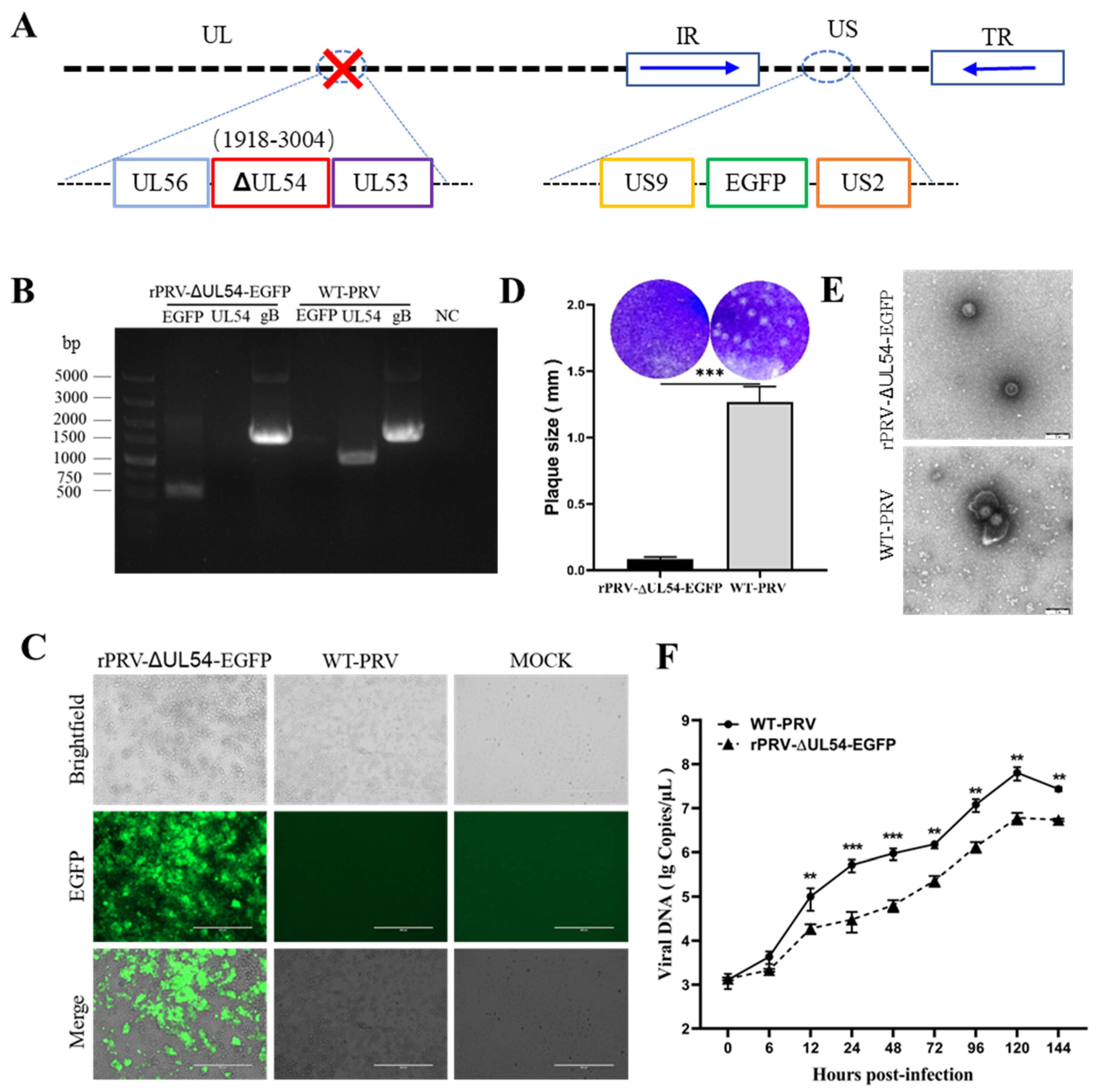 Viruses 15 00808 g005 Viruses 15 00808 g005