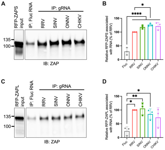 Viruses | Free Full-Text | Alphavirus Evasion of Zinc Finger