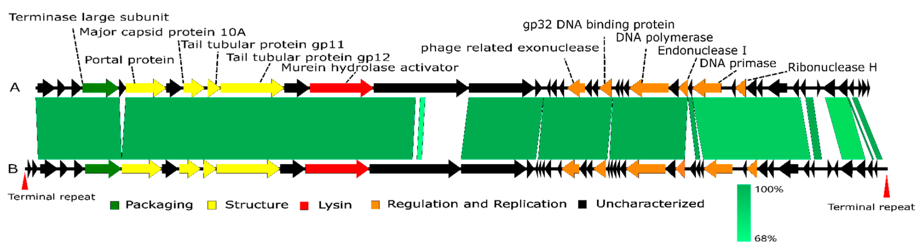 Viruses 15 00831 g005 Viruses 15 00831 g005