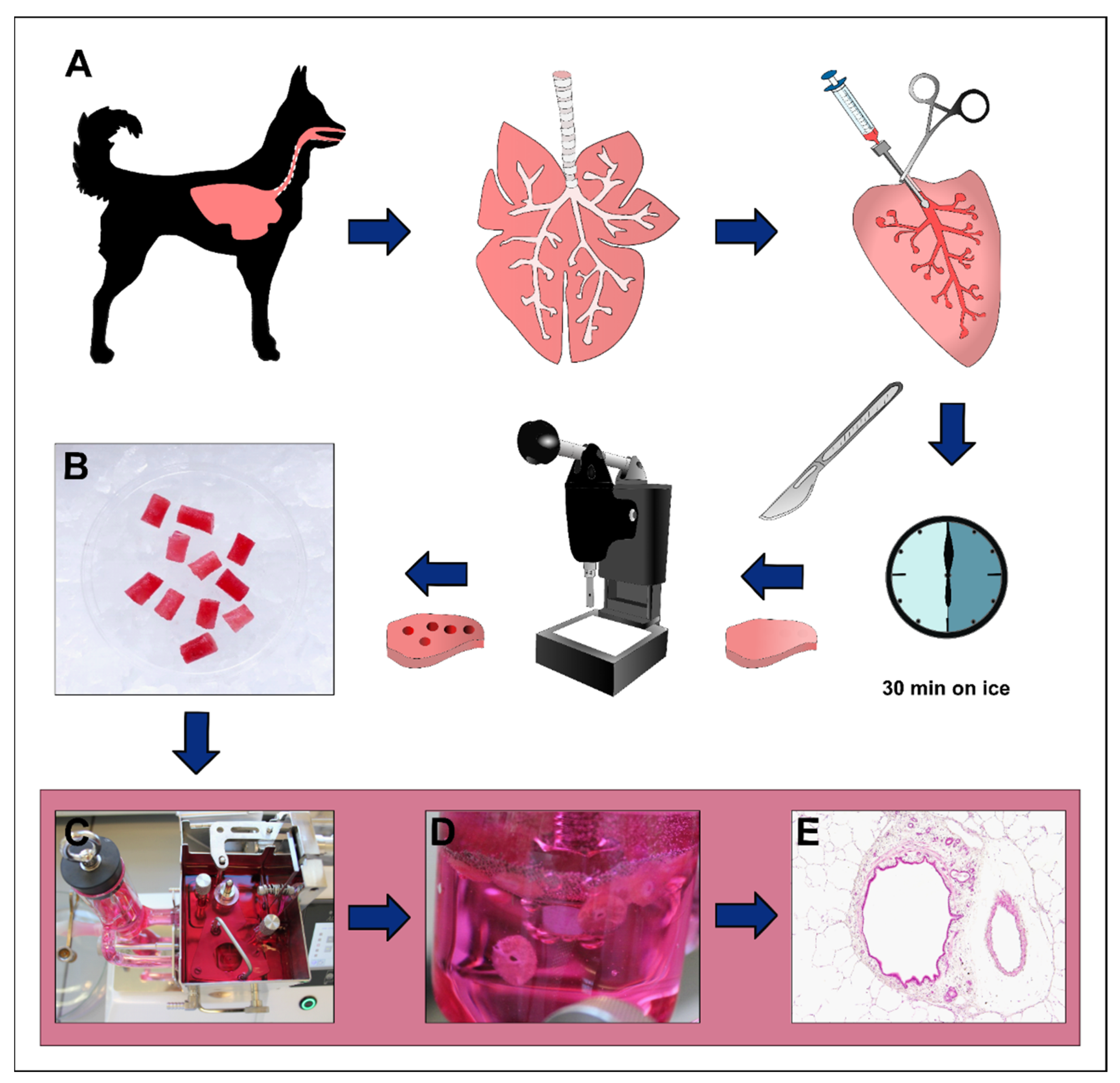 Viruses | Free Full-Text | Canine Distemper Virus Alters Defense Responses  in an Ex Vivo Model of Pulmonary Infection